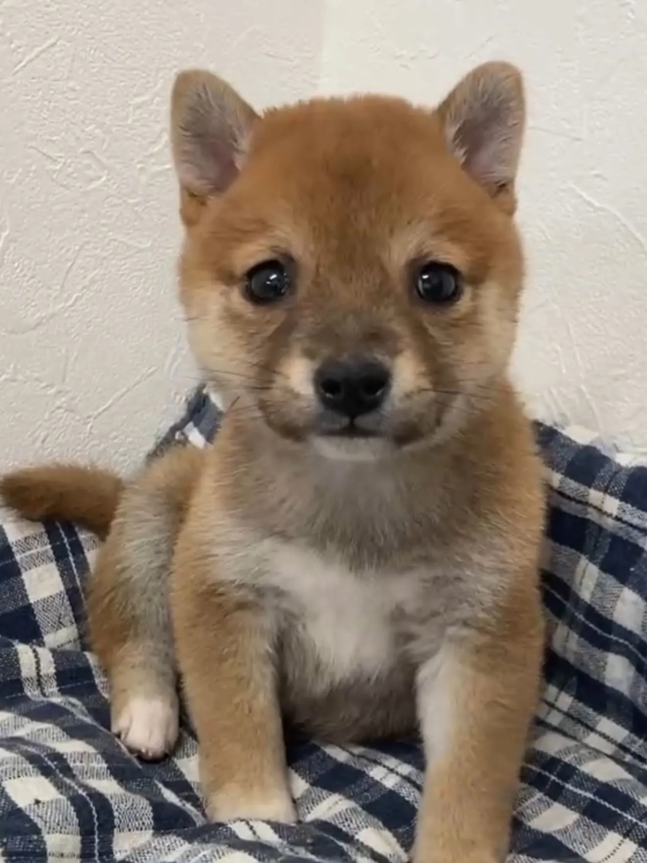 看板、設置完了しました🐶