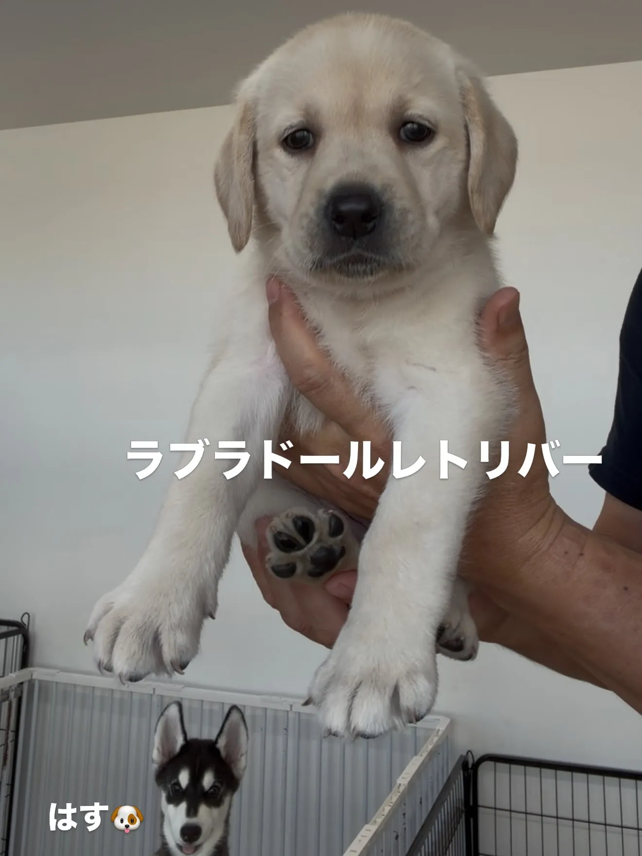 沢山の、素晴らしい子ども達がやって来ました☺️🐶