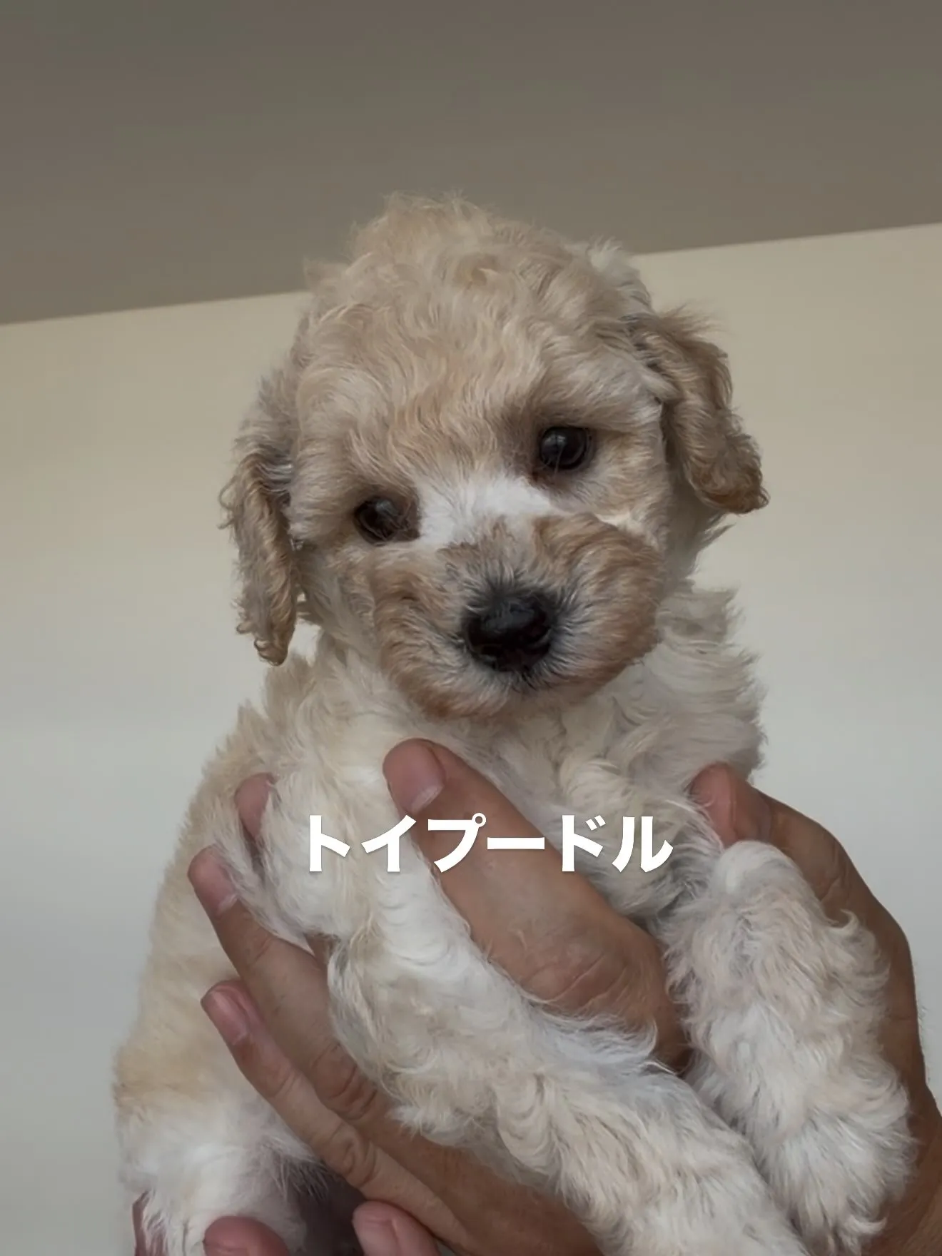 沢山の、素晴らしい子ども達がやって来ました☺️🐶