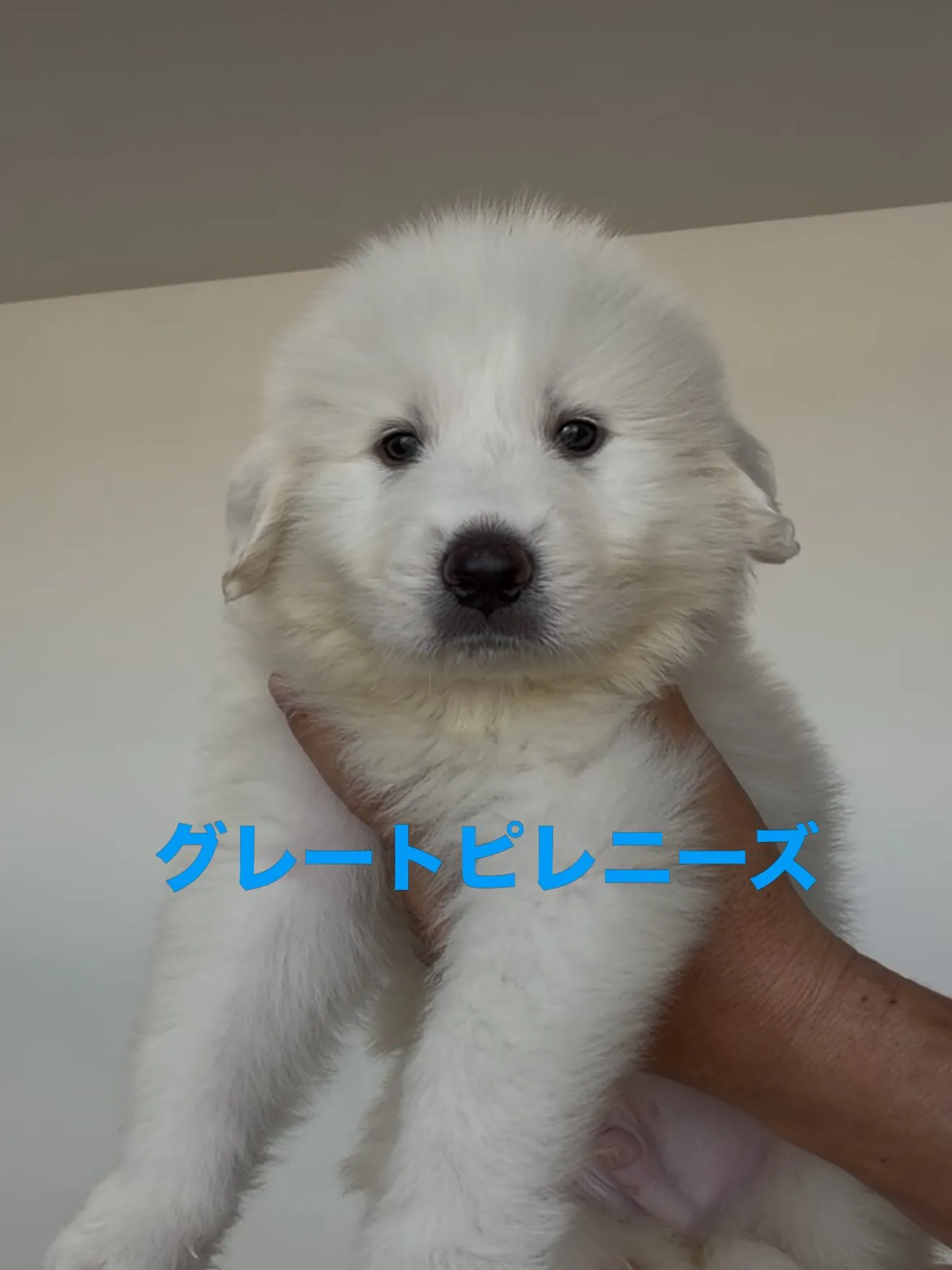 沢山の、素晴らしい子ども達がやって来ました☺️🐶