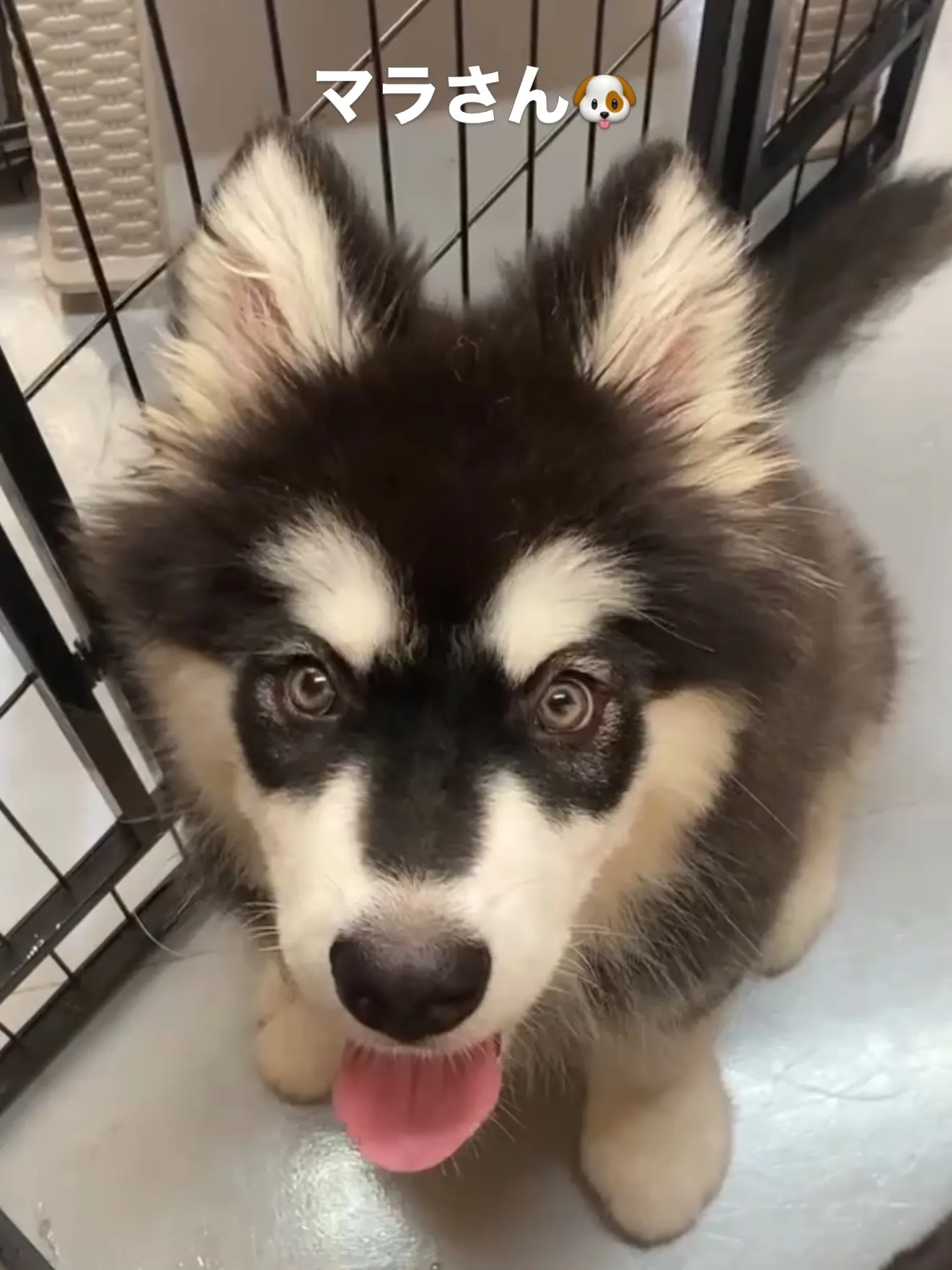 今日の、パピーのお家🏠🐶🐱