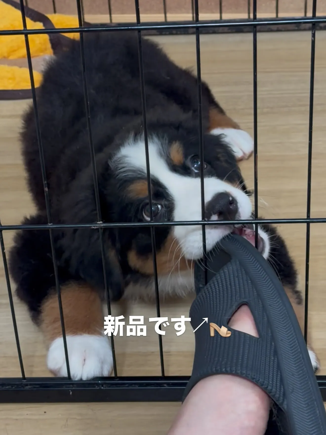 今日の、パピーのお家🏠🐶🐱