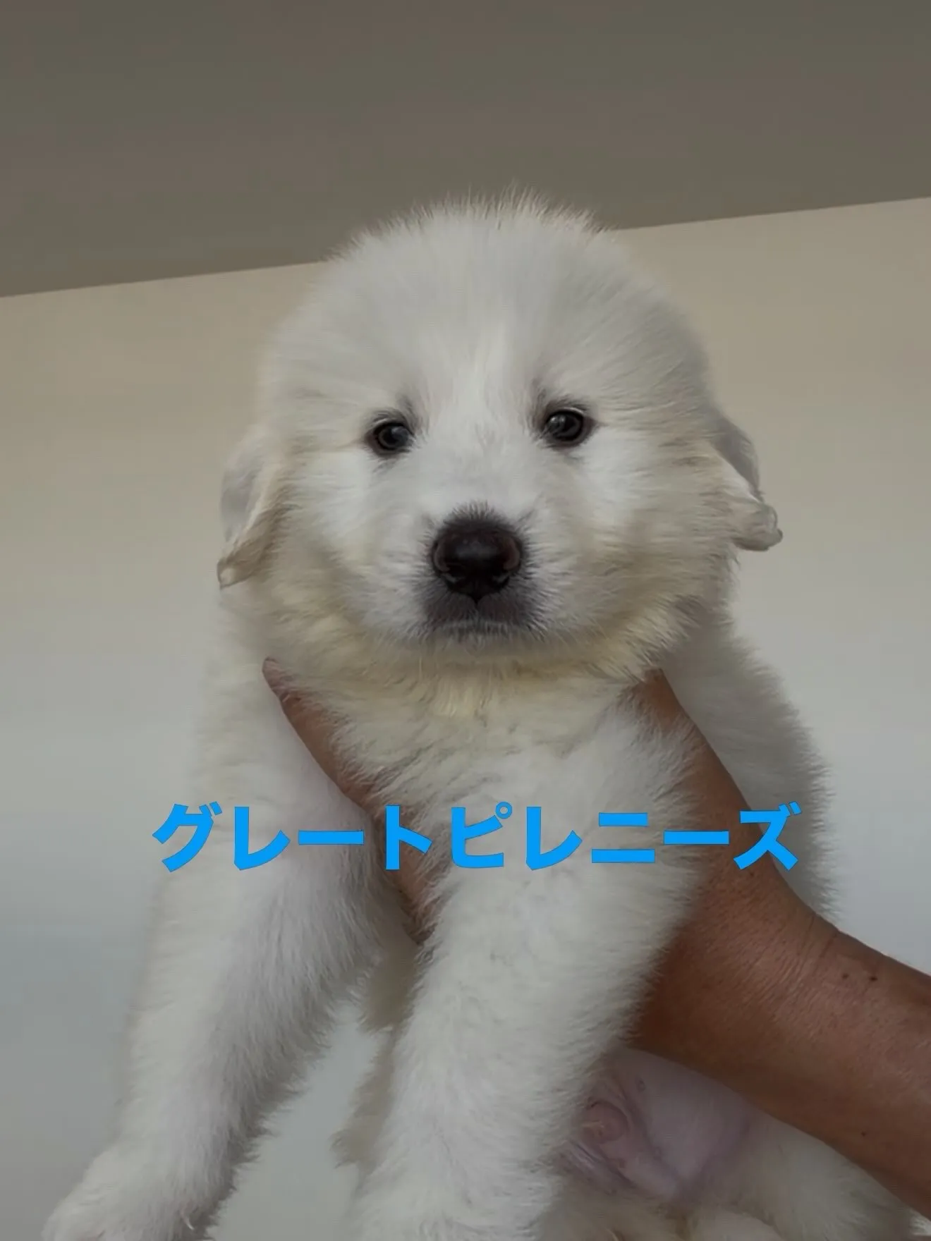 今日の、パピーのお家🏠🐶🐱