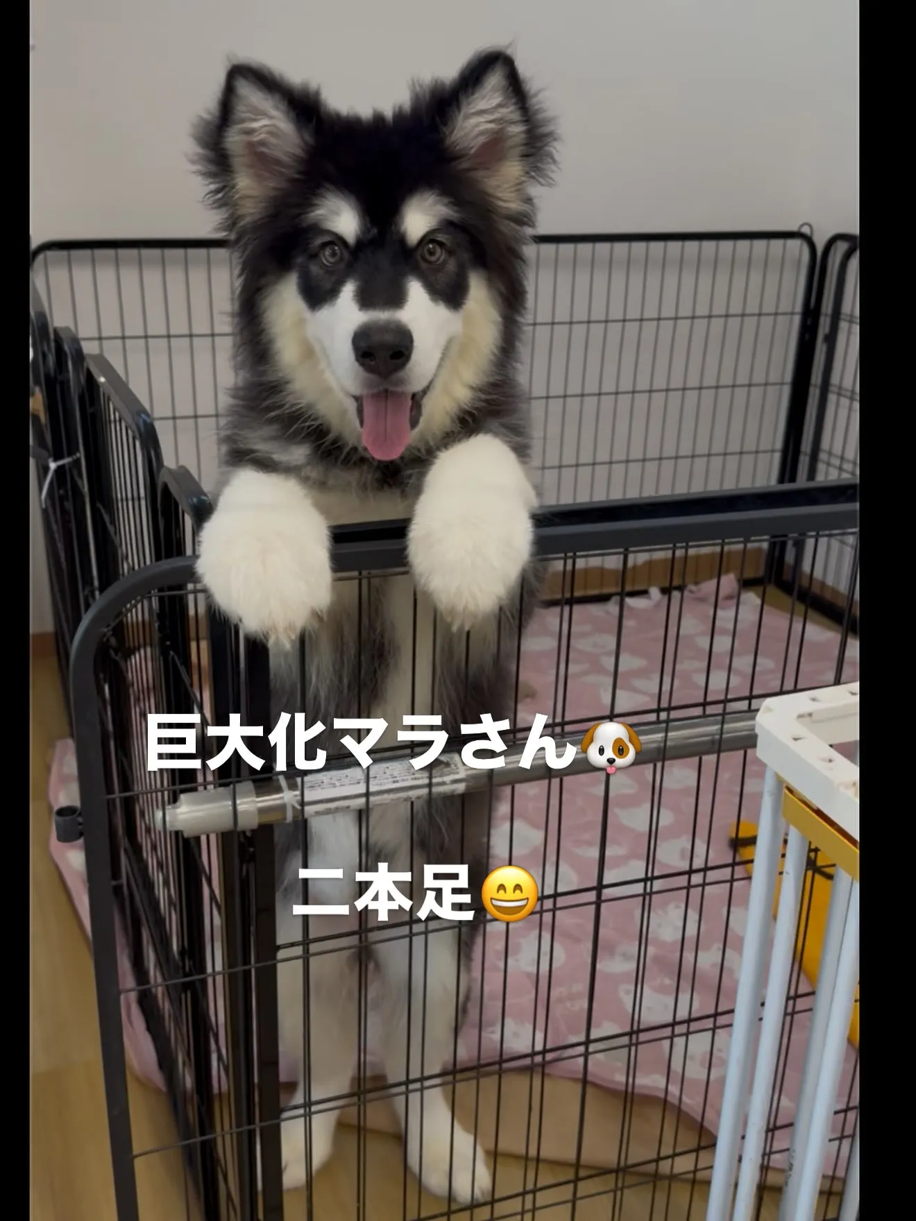 大型犬パピーとゆかいな仲間たち🏠