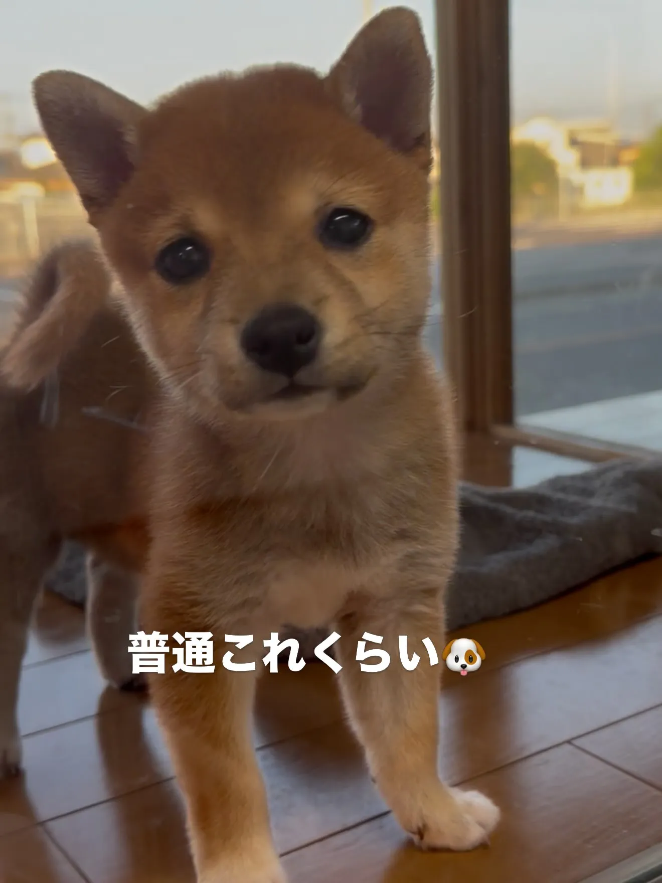 大型犬パピーとゆかいな仲間たち🏠
