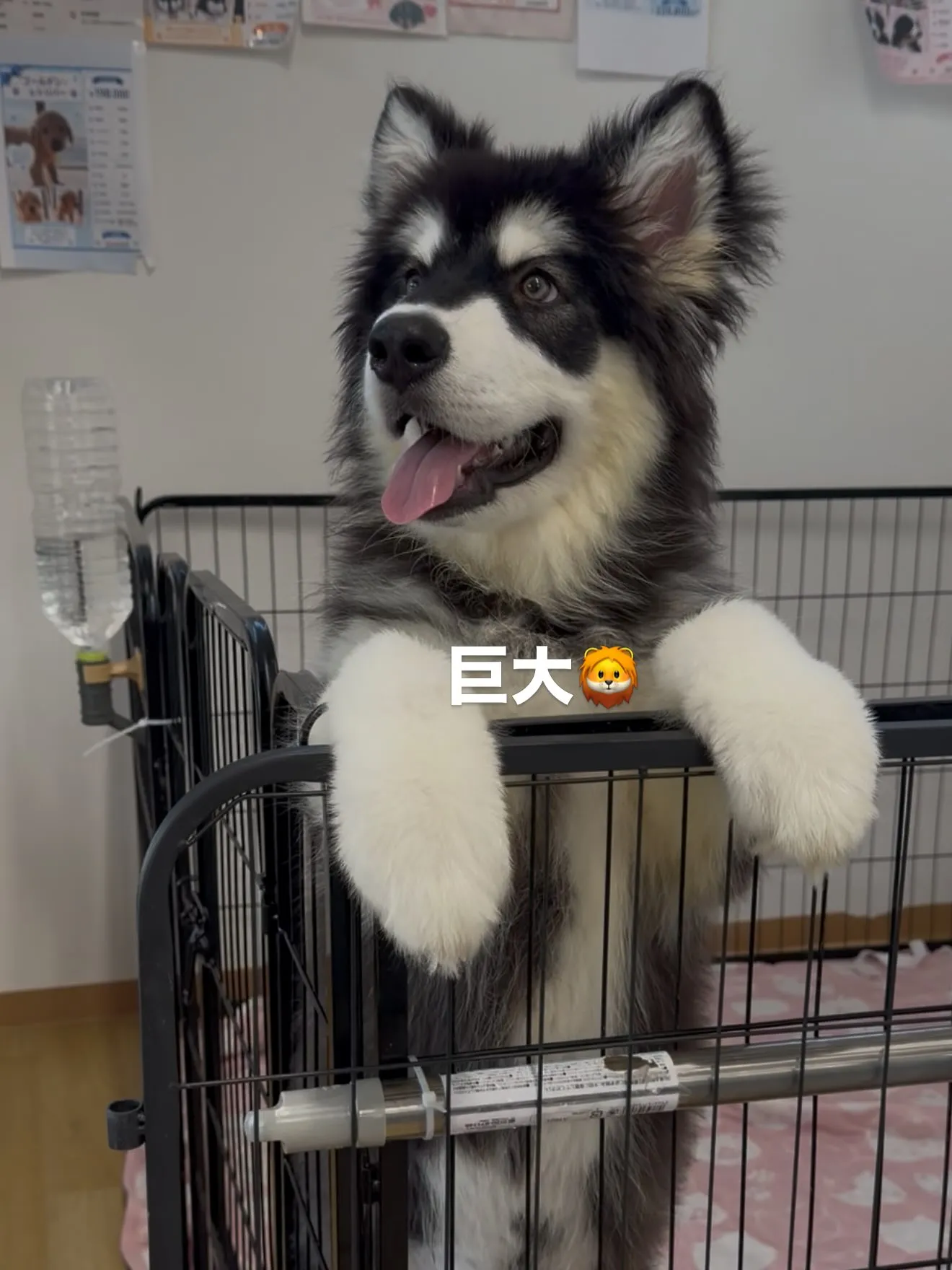 大型犬パピーとゆかいな仲間たち🏠