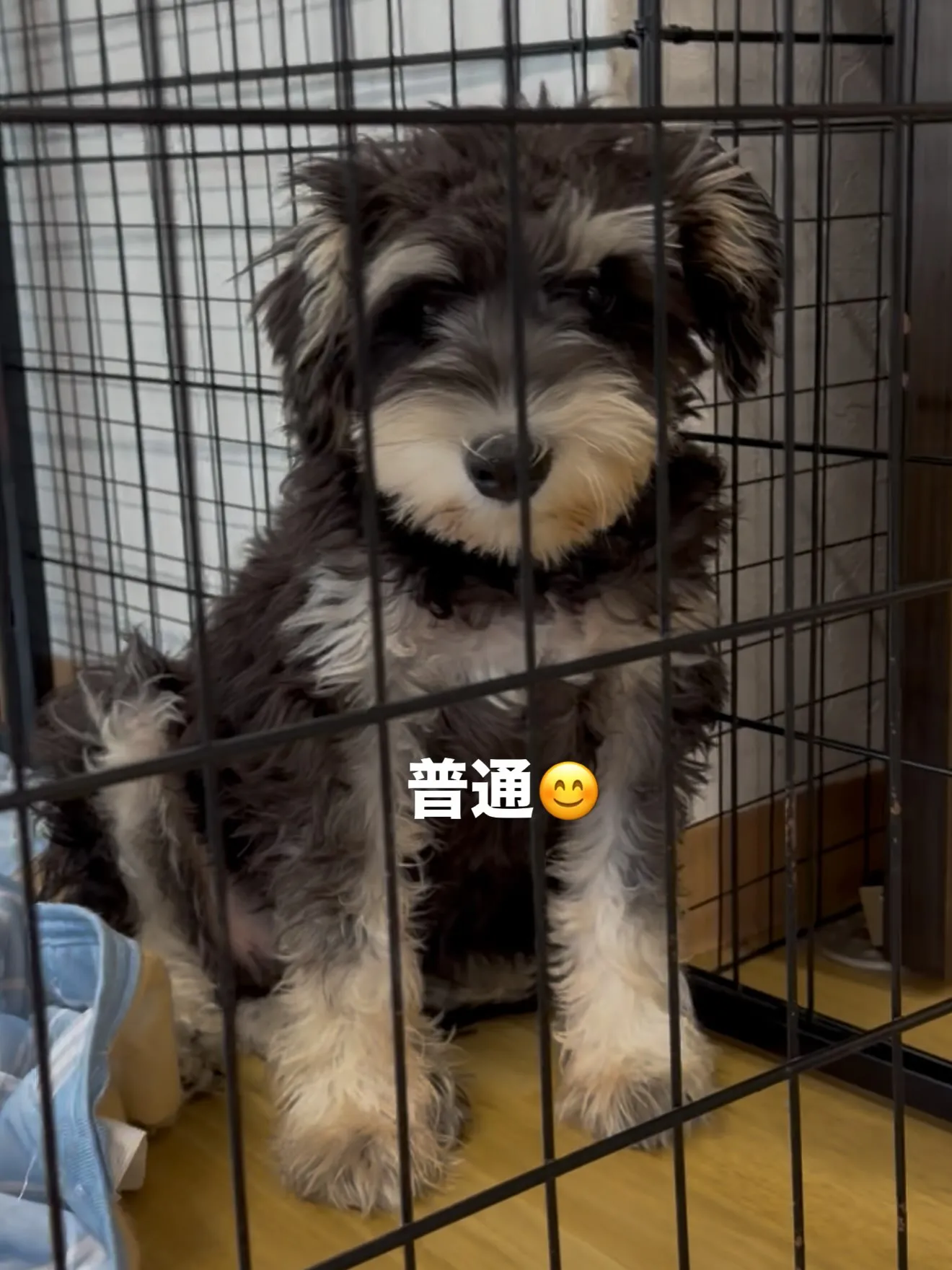 大型犬パピーとゆかいな仲間たち🏠