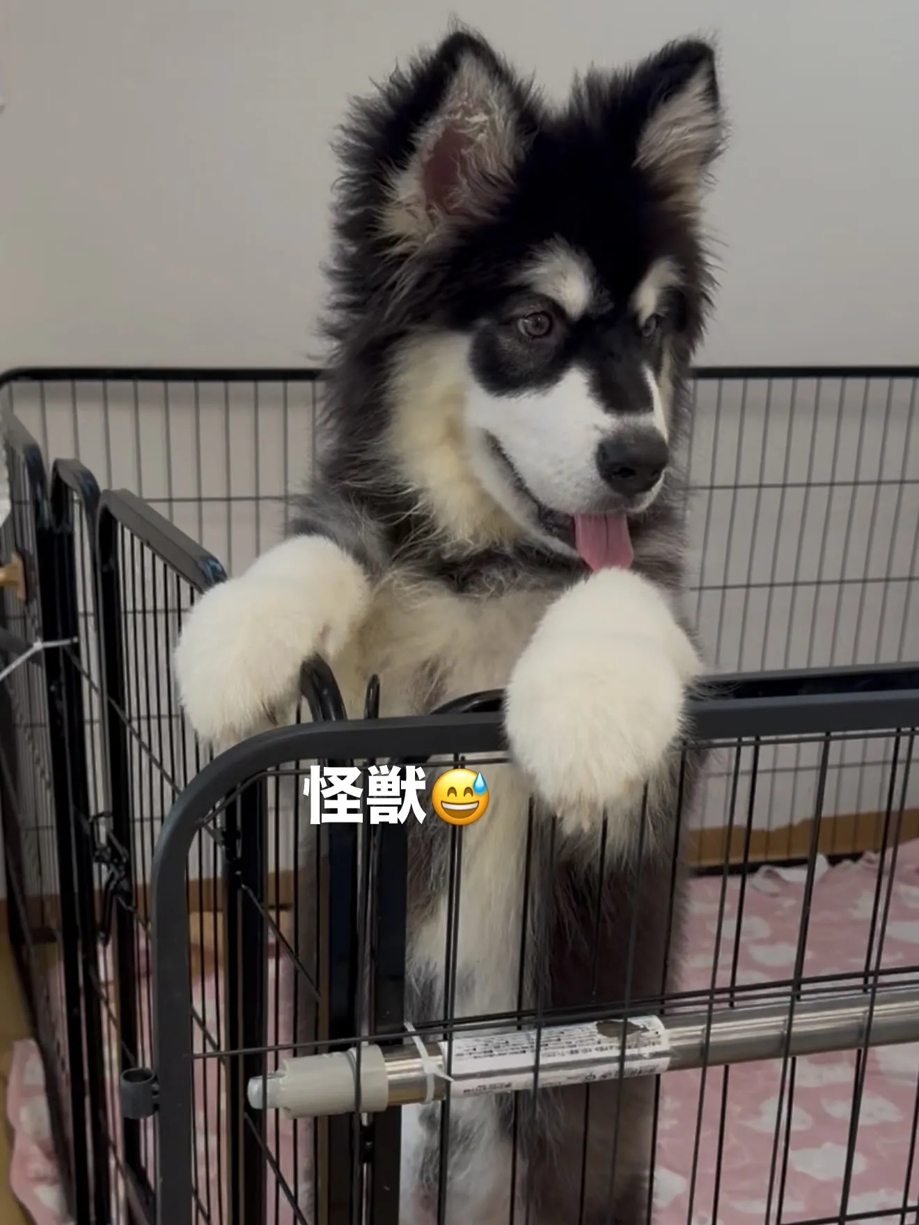 大型犬パピーとゆかいな仲間たち🏠