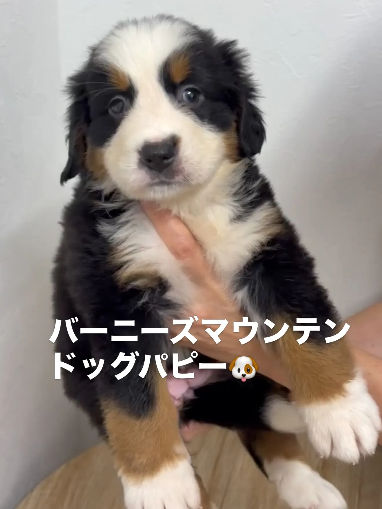 素晴らしい仔犬たちがやって来ました🐶🏠