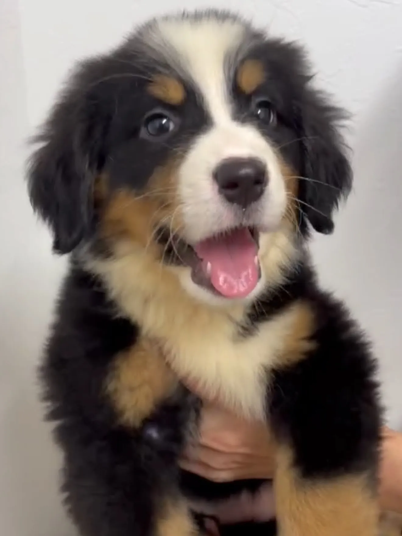 素晴らしい仔犬たちがやって来ました🐶🏠