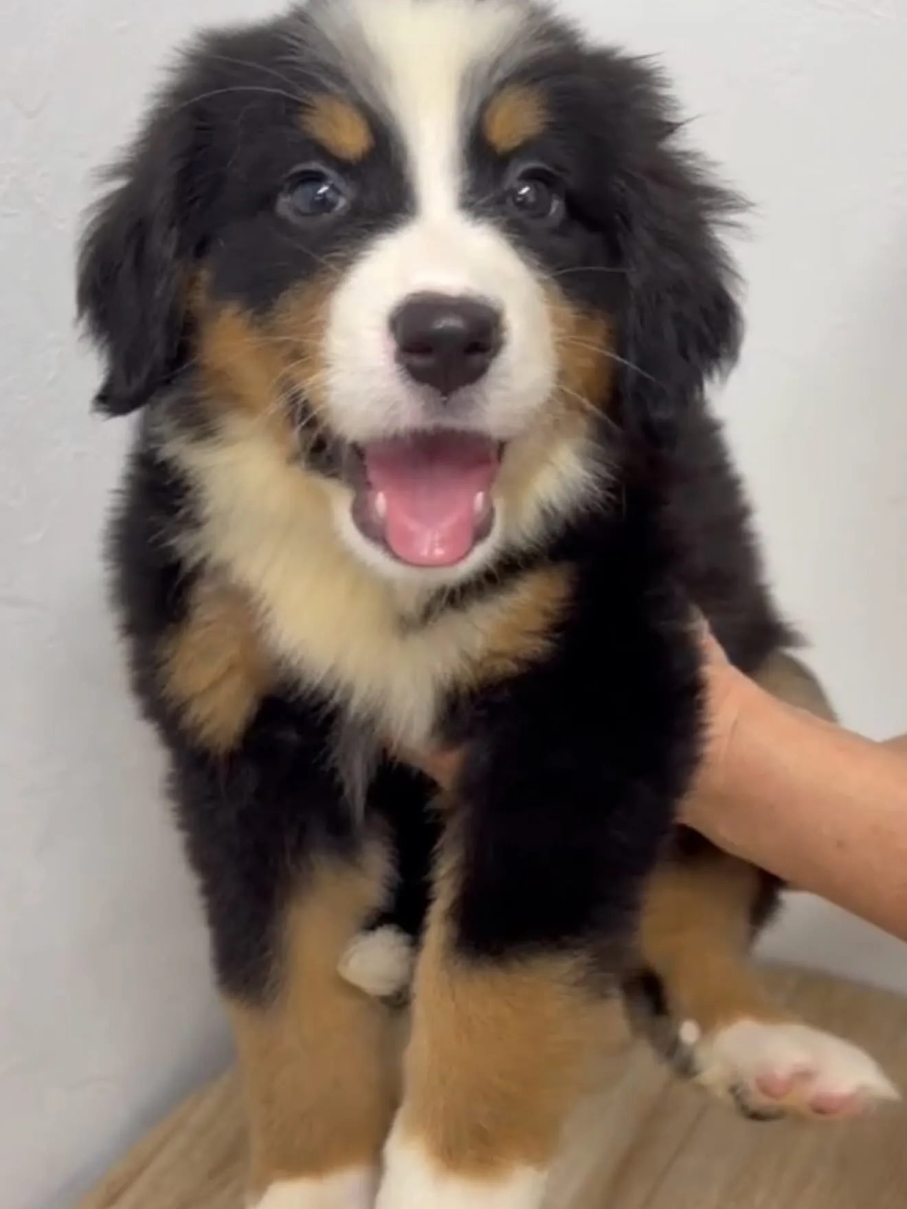 素晴らしい仔犬たちがやって来ました🐶🏠