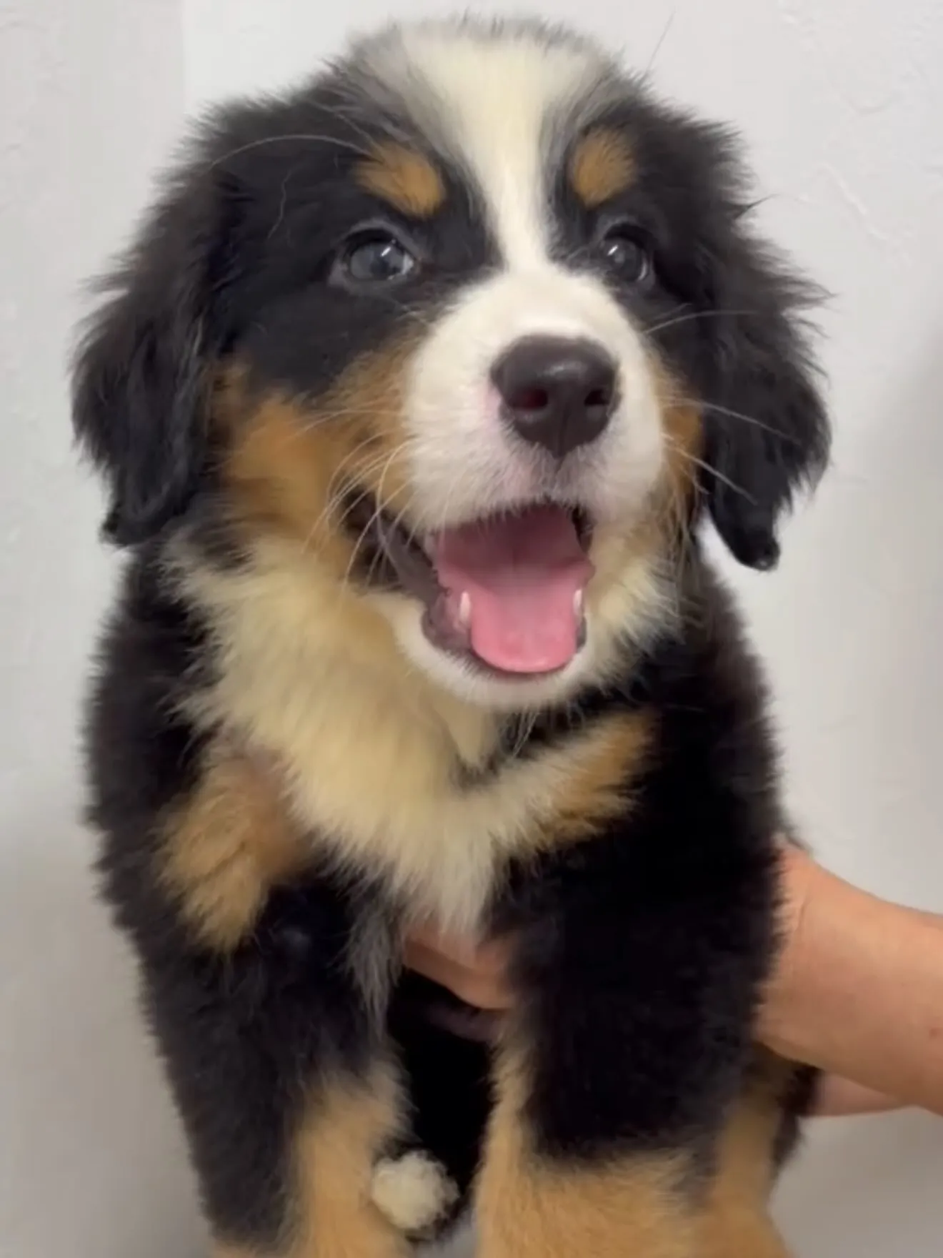 素晴らしい仔犬たちがやって来ました🐶🏠