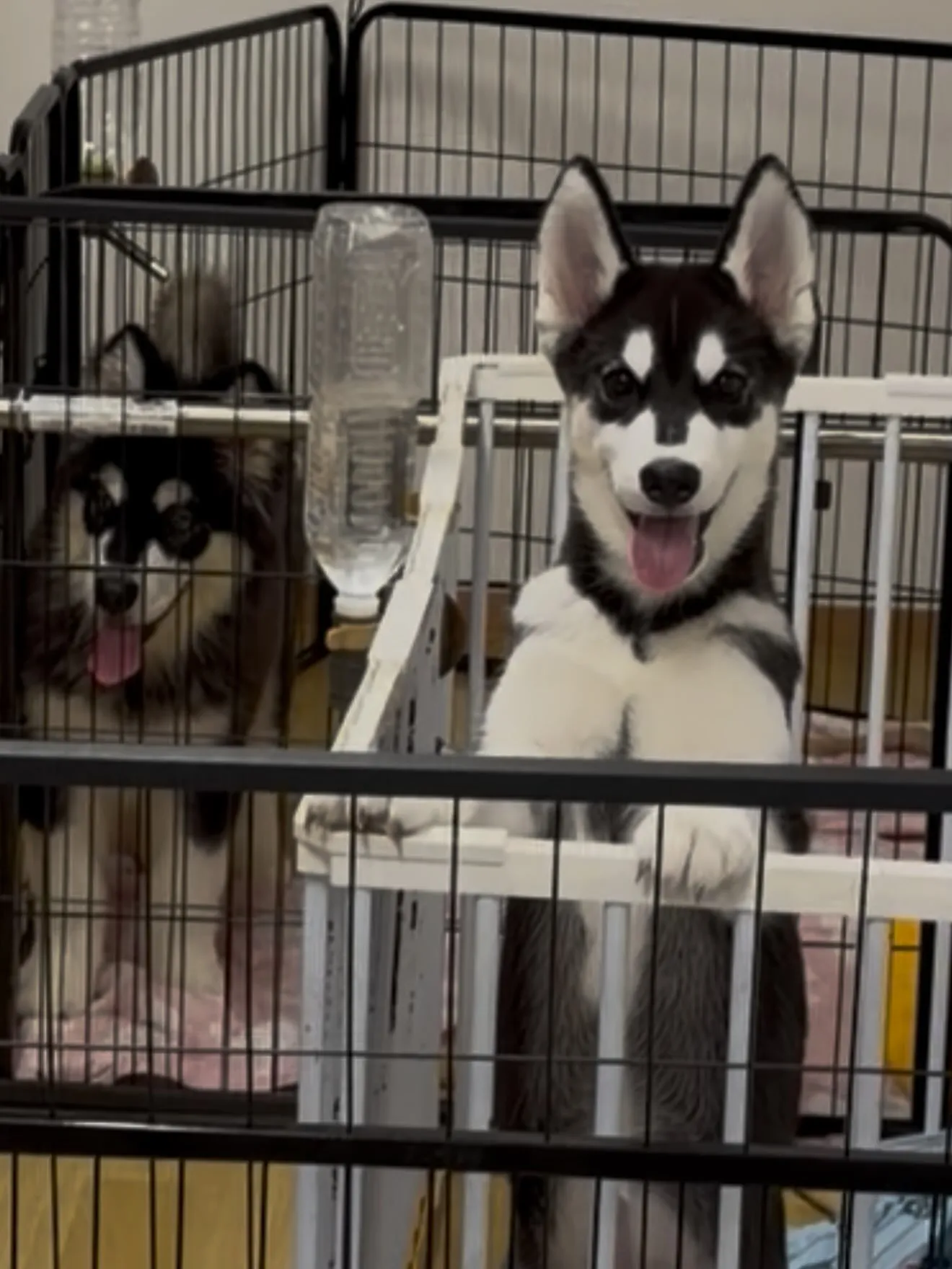 おはようございます🐶