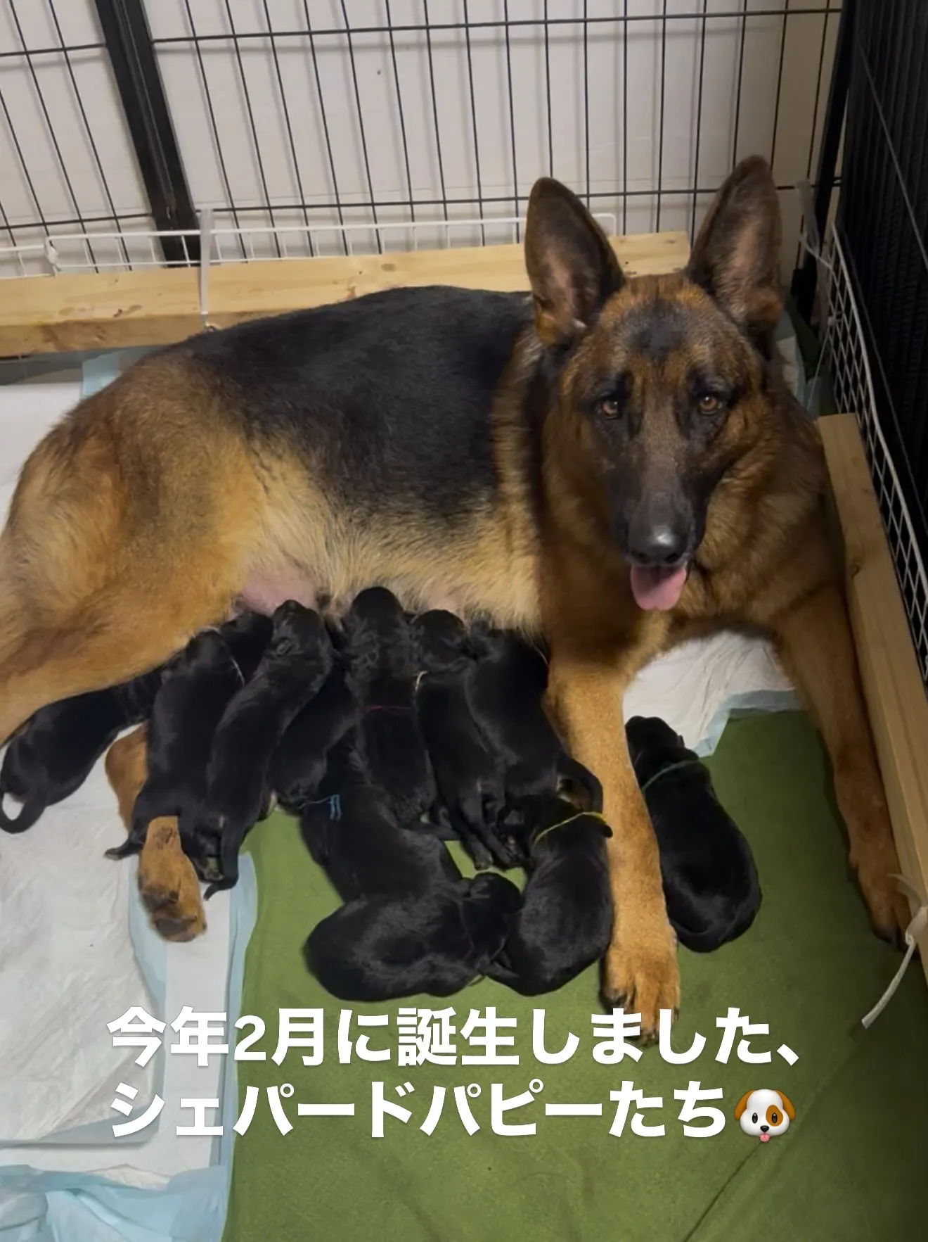 素晴らしい成長です！