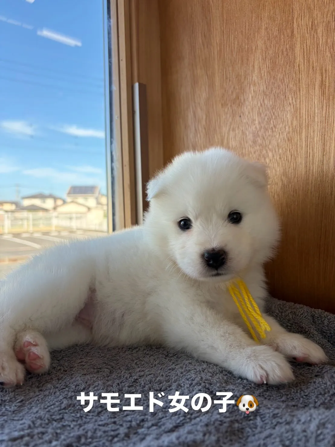 大型犬パピーと愉快な仲間た家🏠🐶🐱
