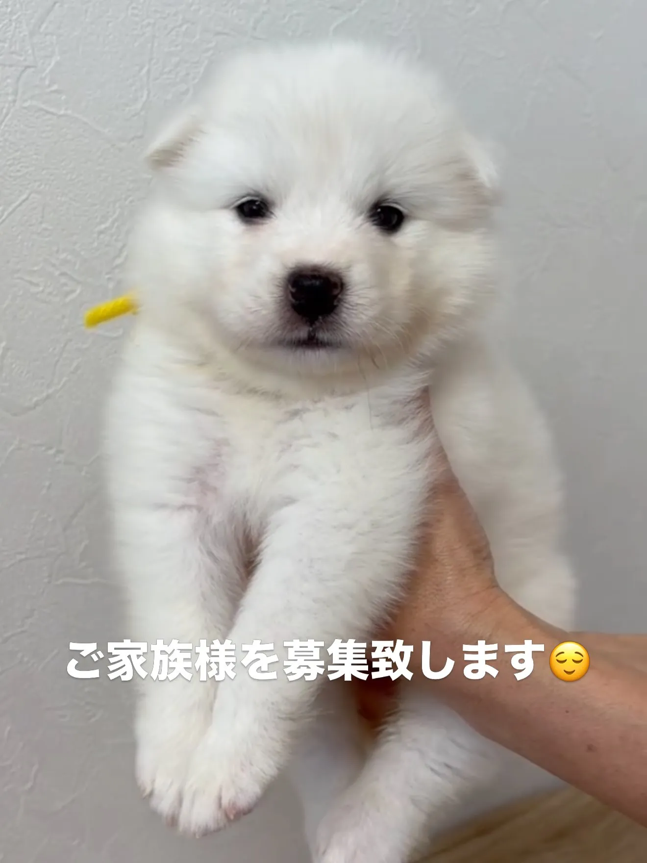 大型犬パピーと愉快な仲間た家🏠🐶🐱