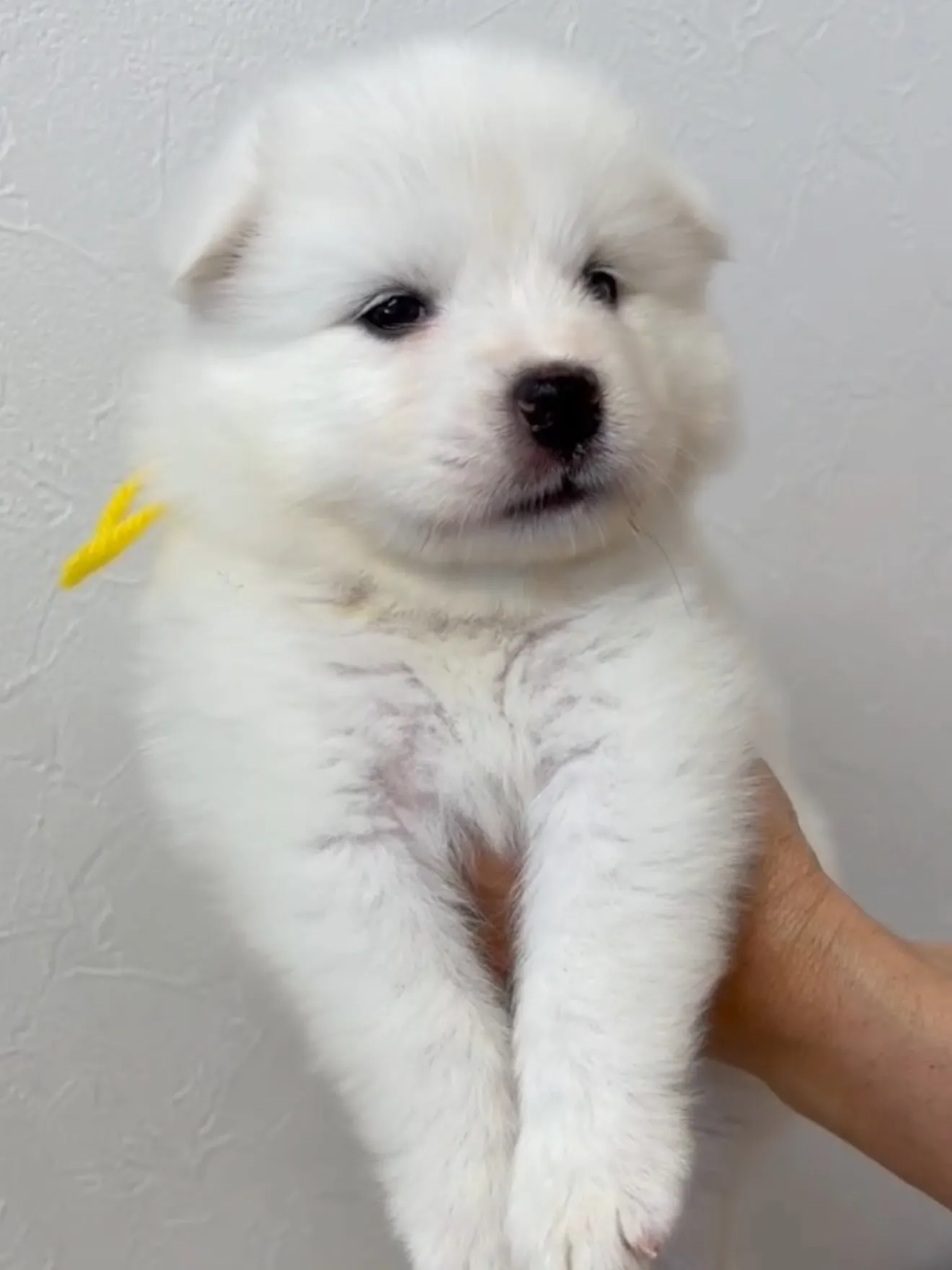 大型犬パピーと愉快な仲間た家🏠🐶🐱