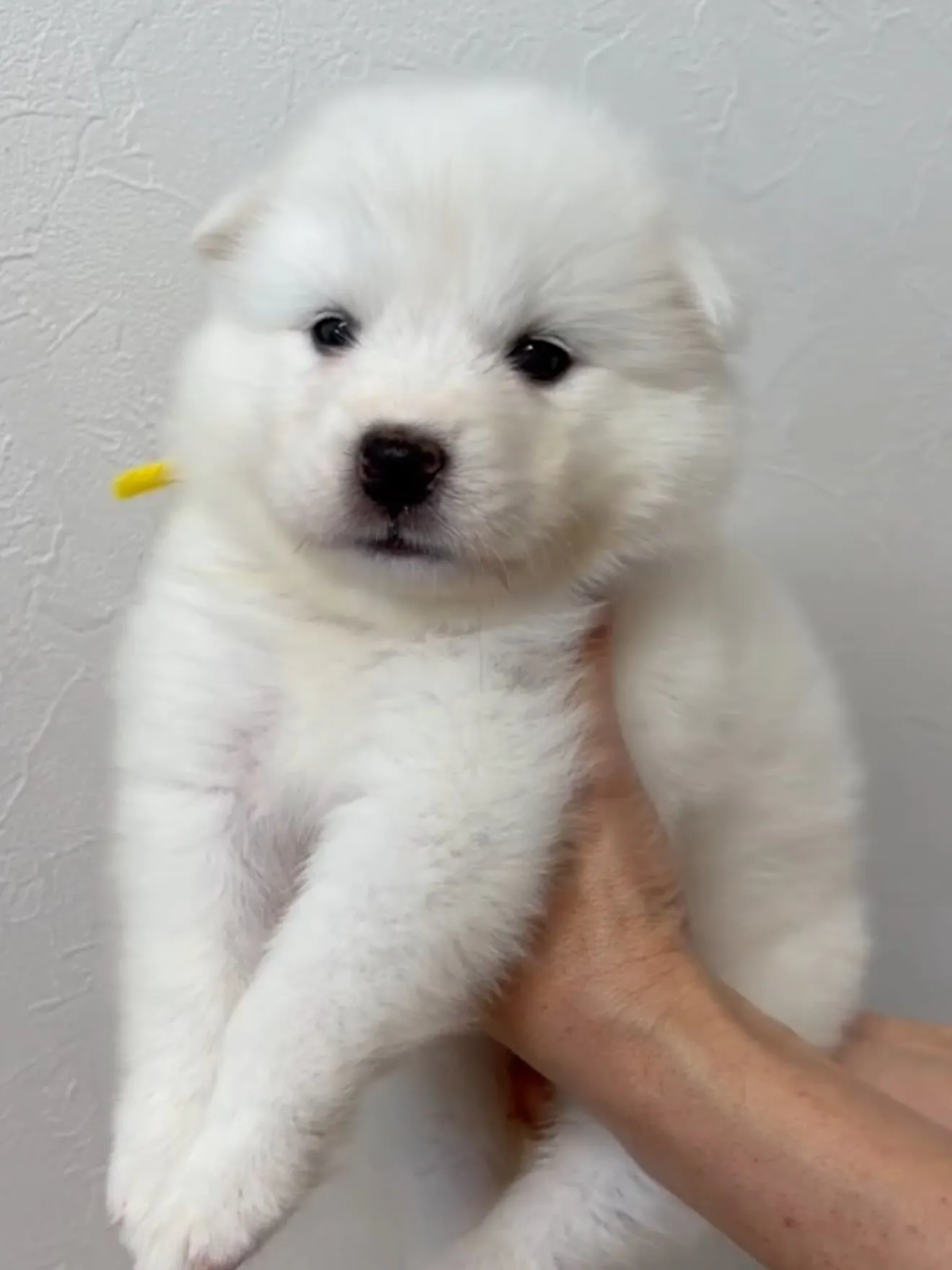 大型犬パピーと愉快な仲間た家🏠🐶🐱