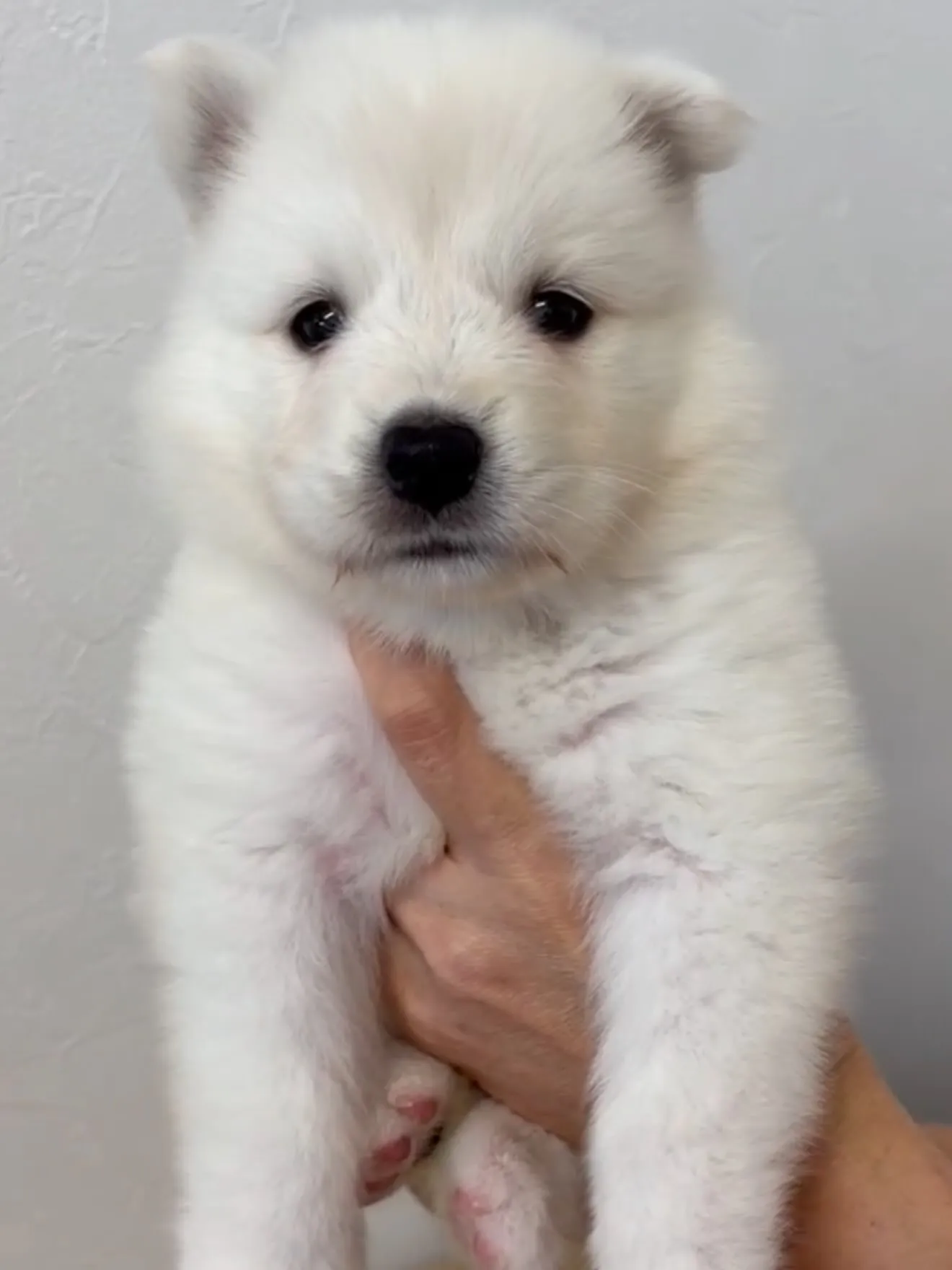大型犬パピーと愉快な仲間た家🏠🐶🐱