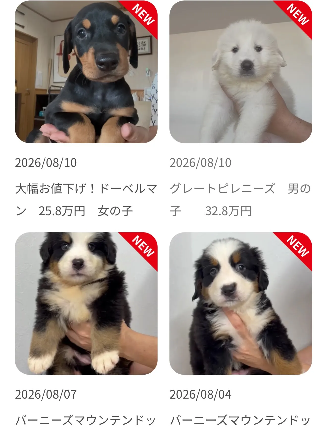 大型犬パピーと愉快な仲間た家🏠🐶🐱