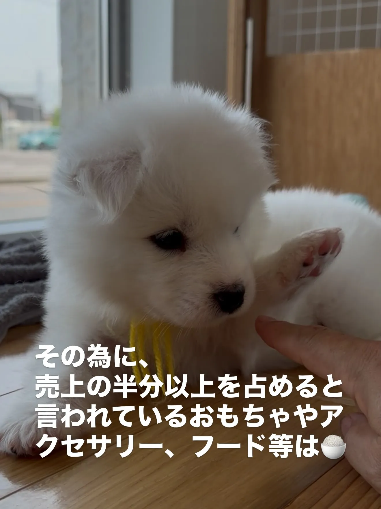 皆んなが大切な家族です🏠 スタッフ皆んなで、触れ合い、