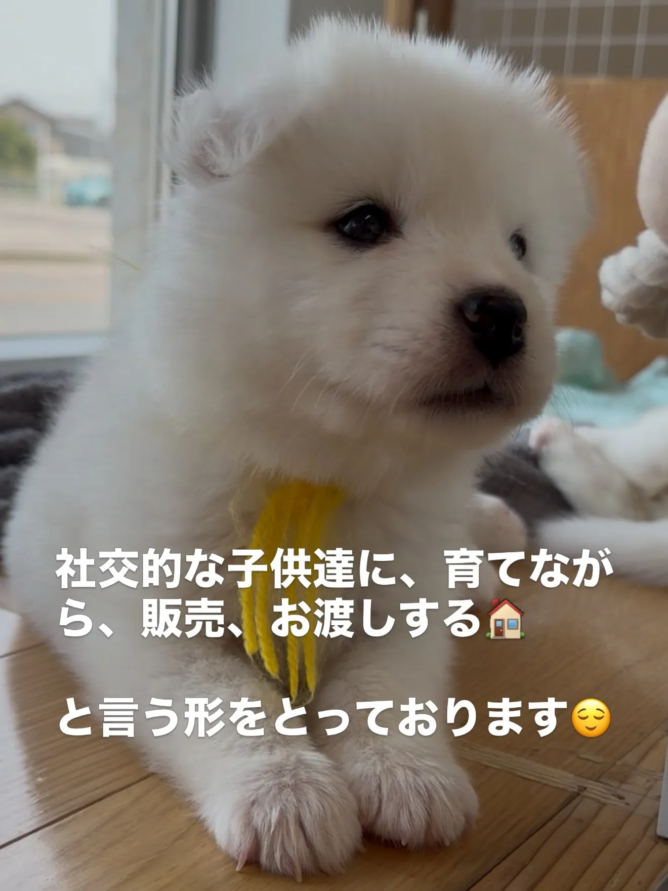 皆んなが大切な家族です🏠 スタッフ皆んなで、触れ合い、