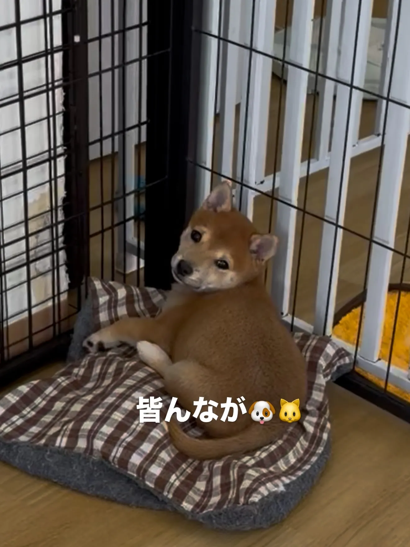 皆んなが大切な家族です🏠 スタッフ皆んなで、触れ合い、