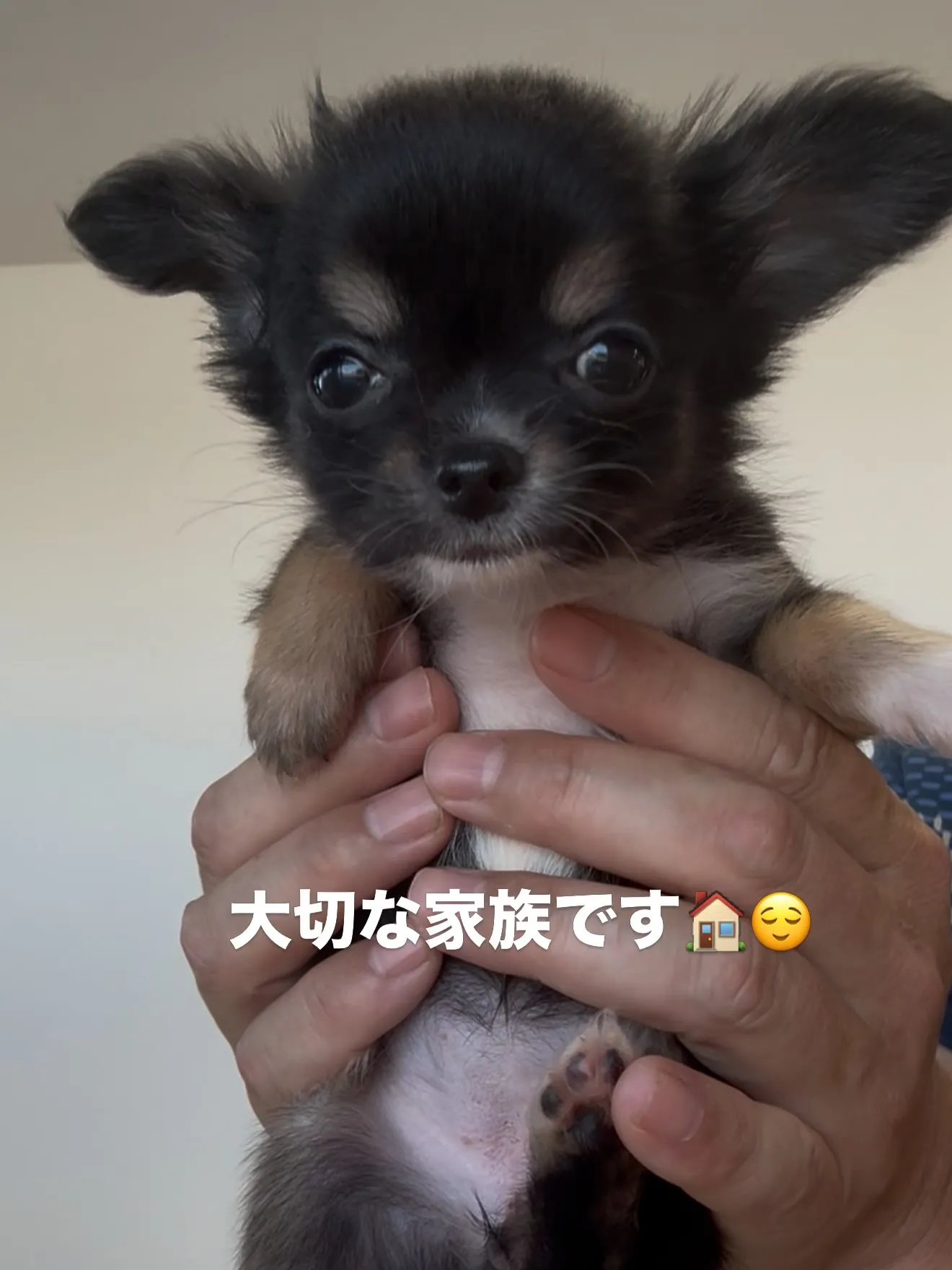 皆んなが大切な家族です🏠 スタッフ皆んなで、触れ合い、