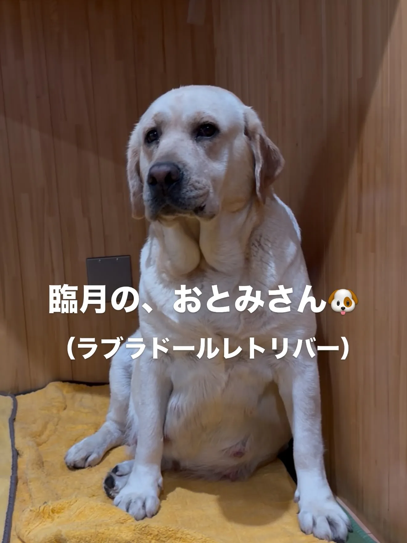 優しいラブラドールの、おとみさん🐶