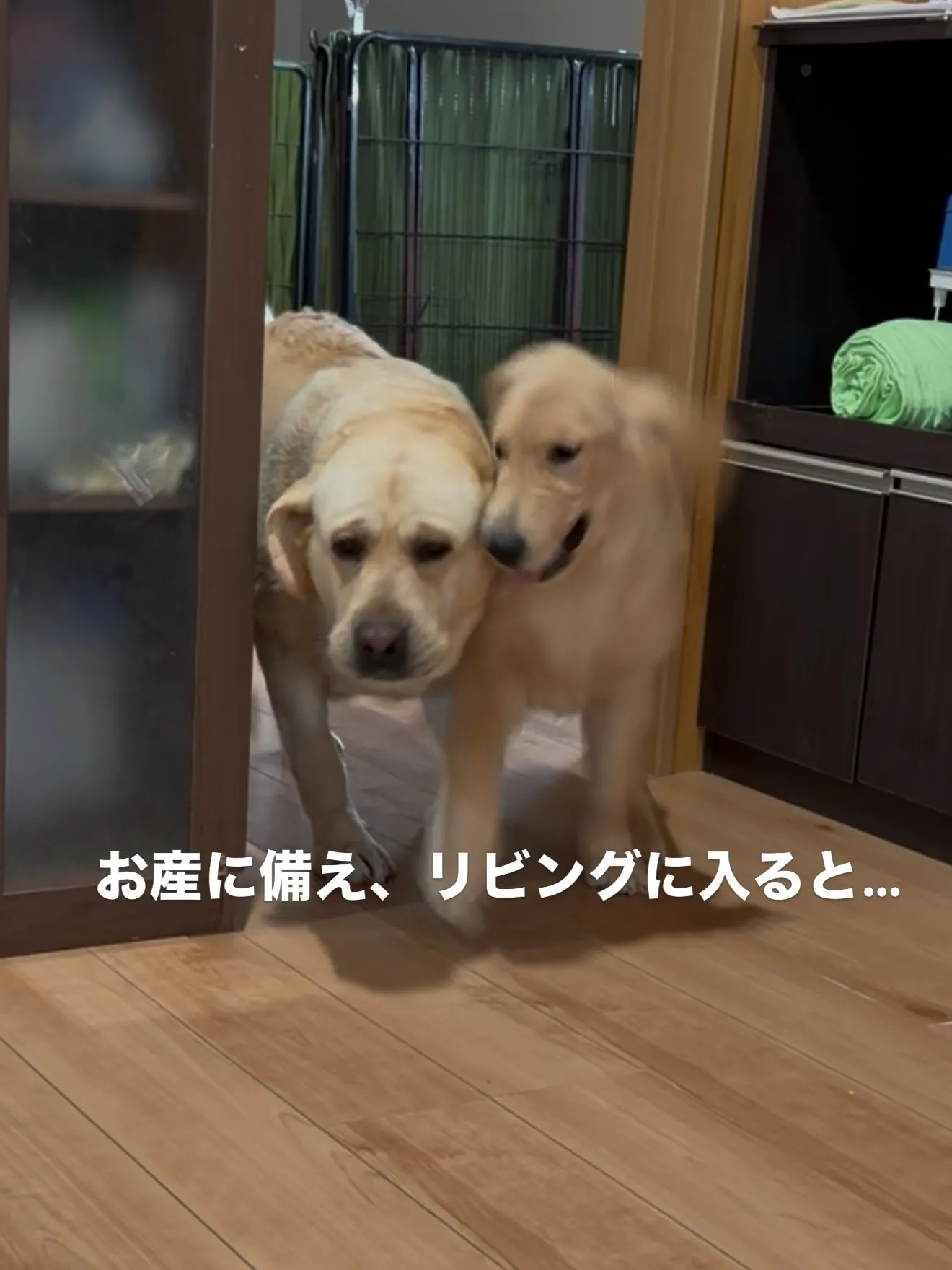 優しいラブラドールの、おとみさん🐶