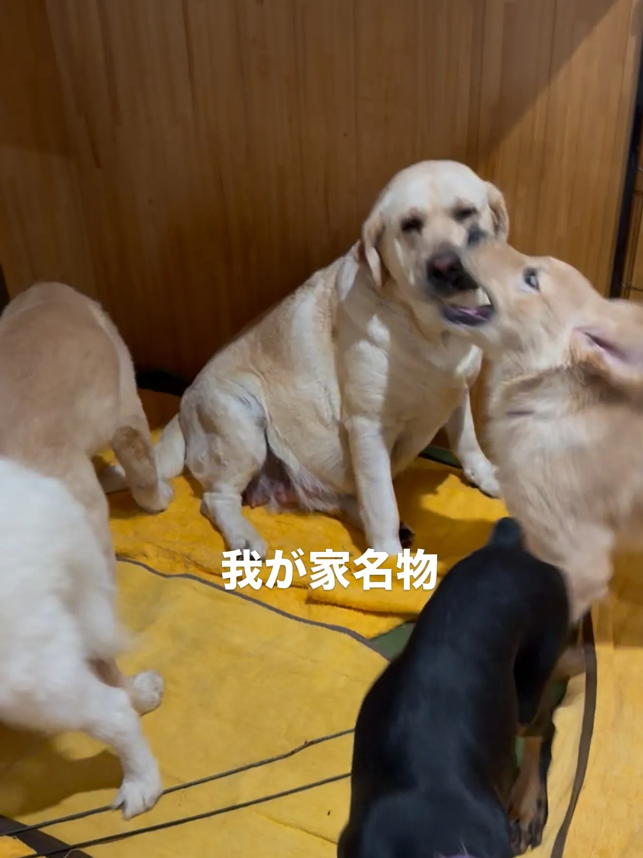 優しいラブラドールの、おとみさん🐶