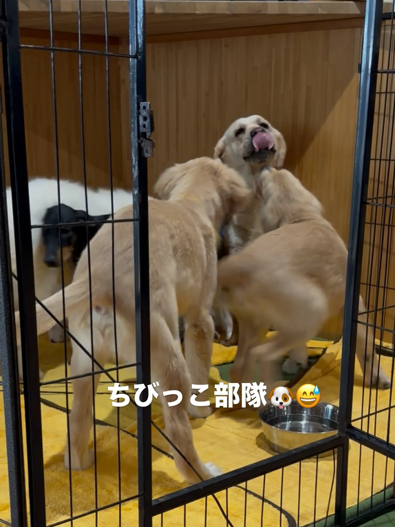 優しいラブラドールの、おとみさん🐶