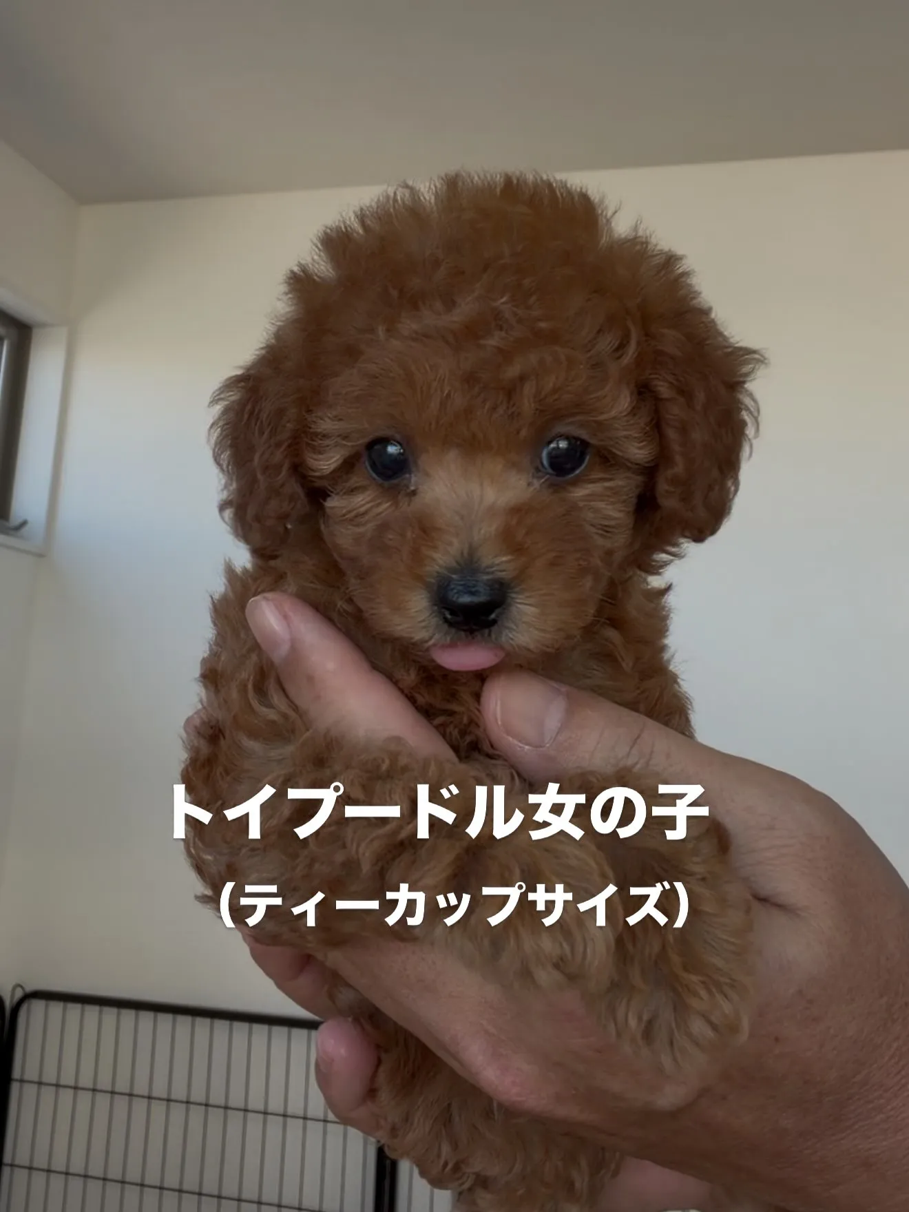 ご家族様を募集致します🐶