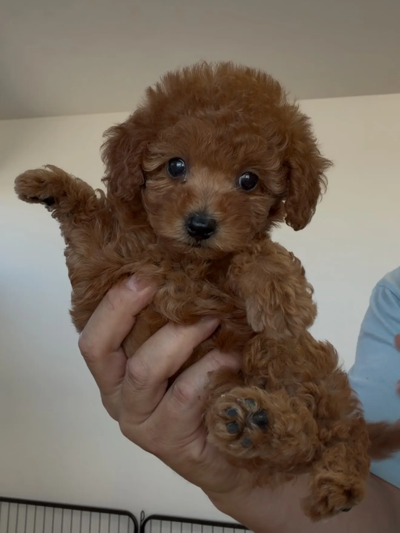 ご家族様を募集致します🐶