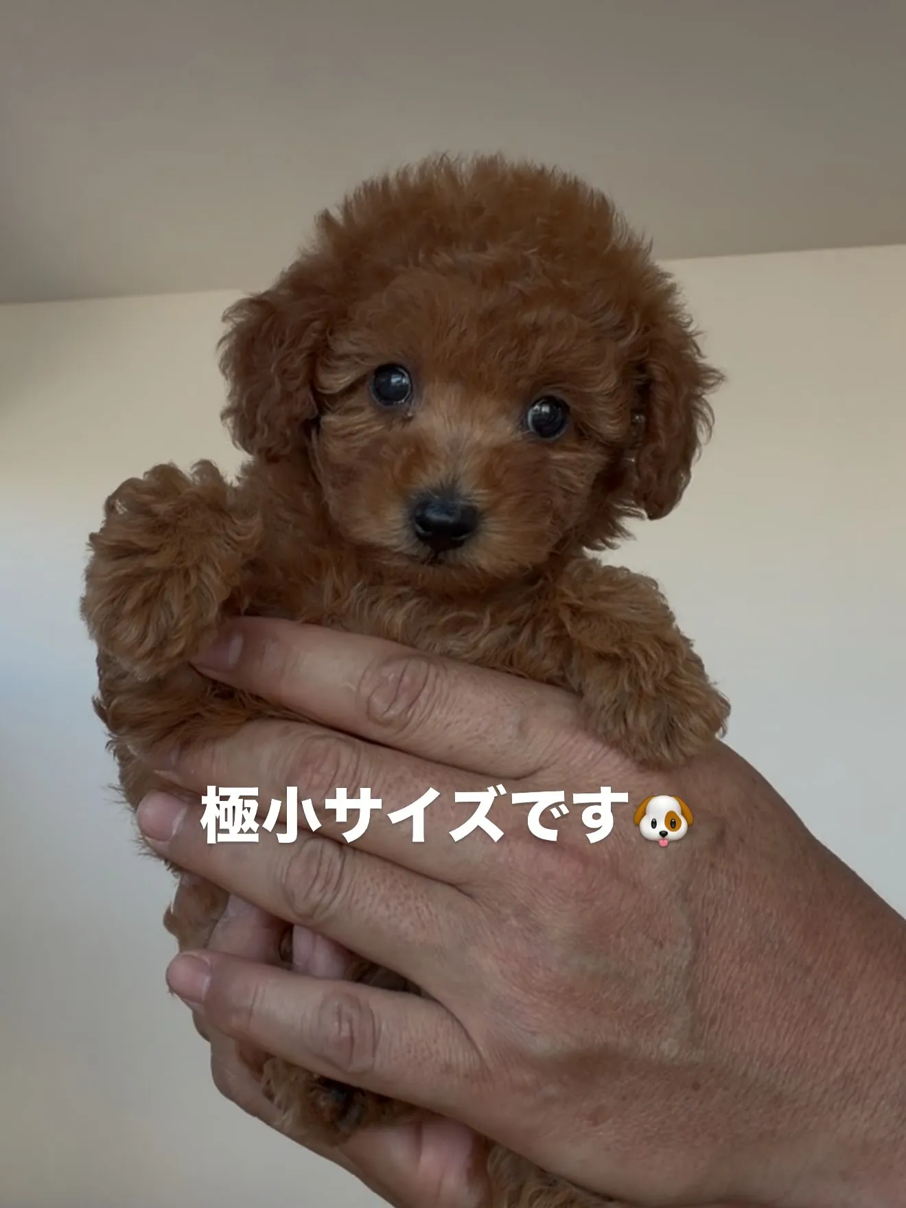 ご家族様を募集致します🐶