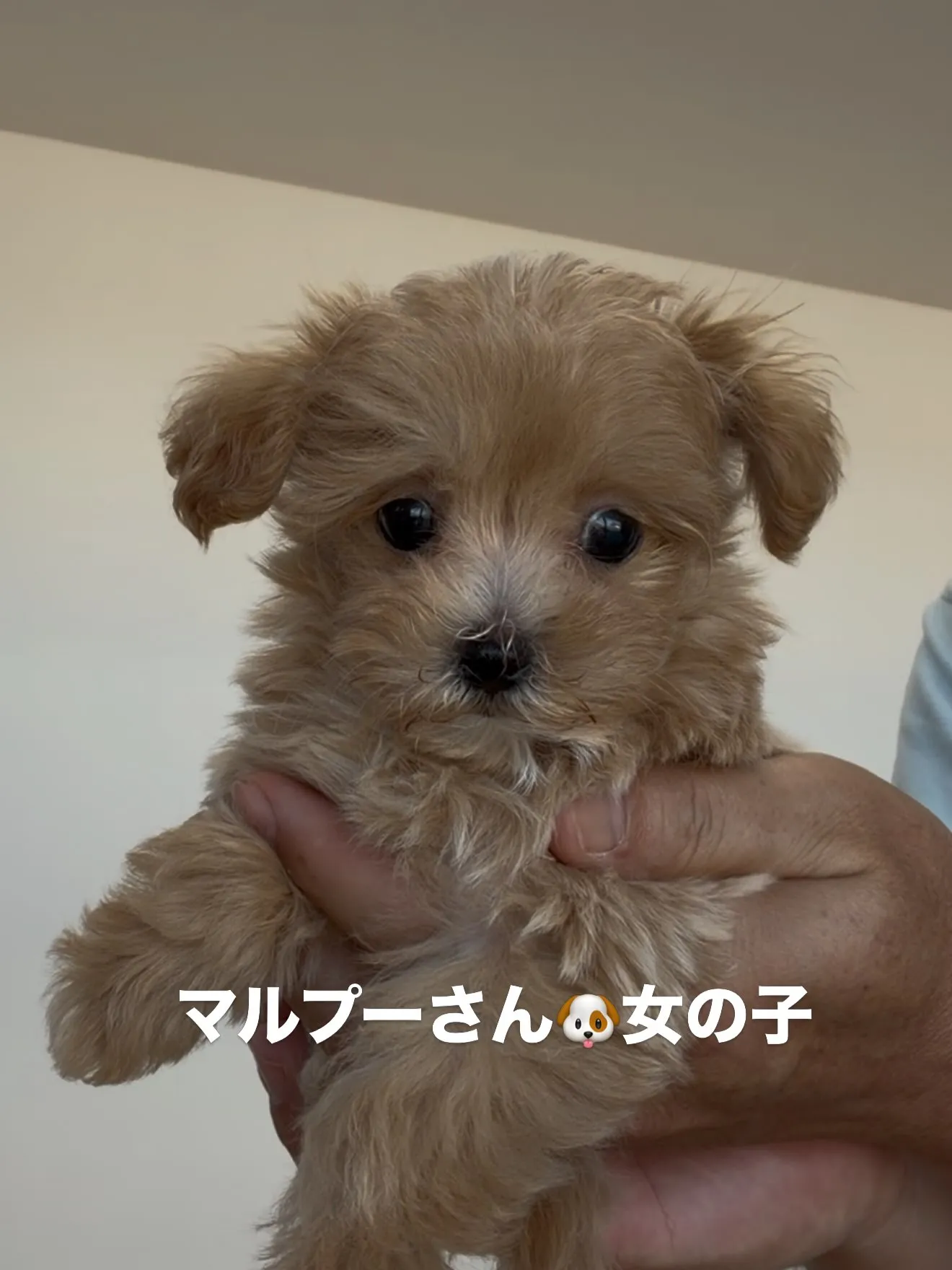 ご家族様を募集致します。