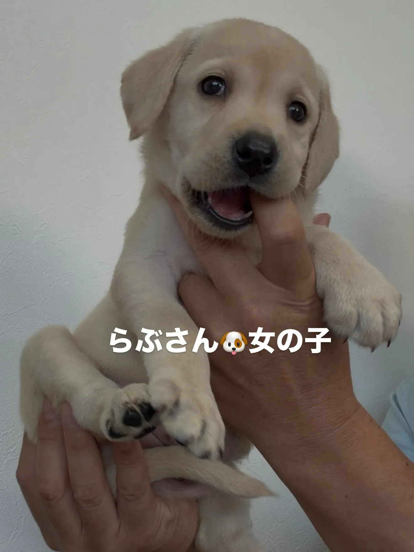 ご家族様を募集致します。