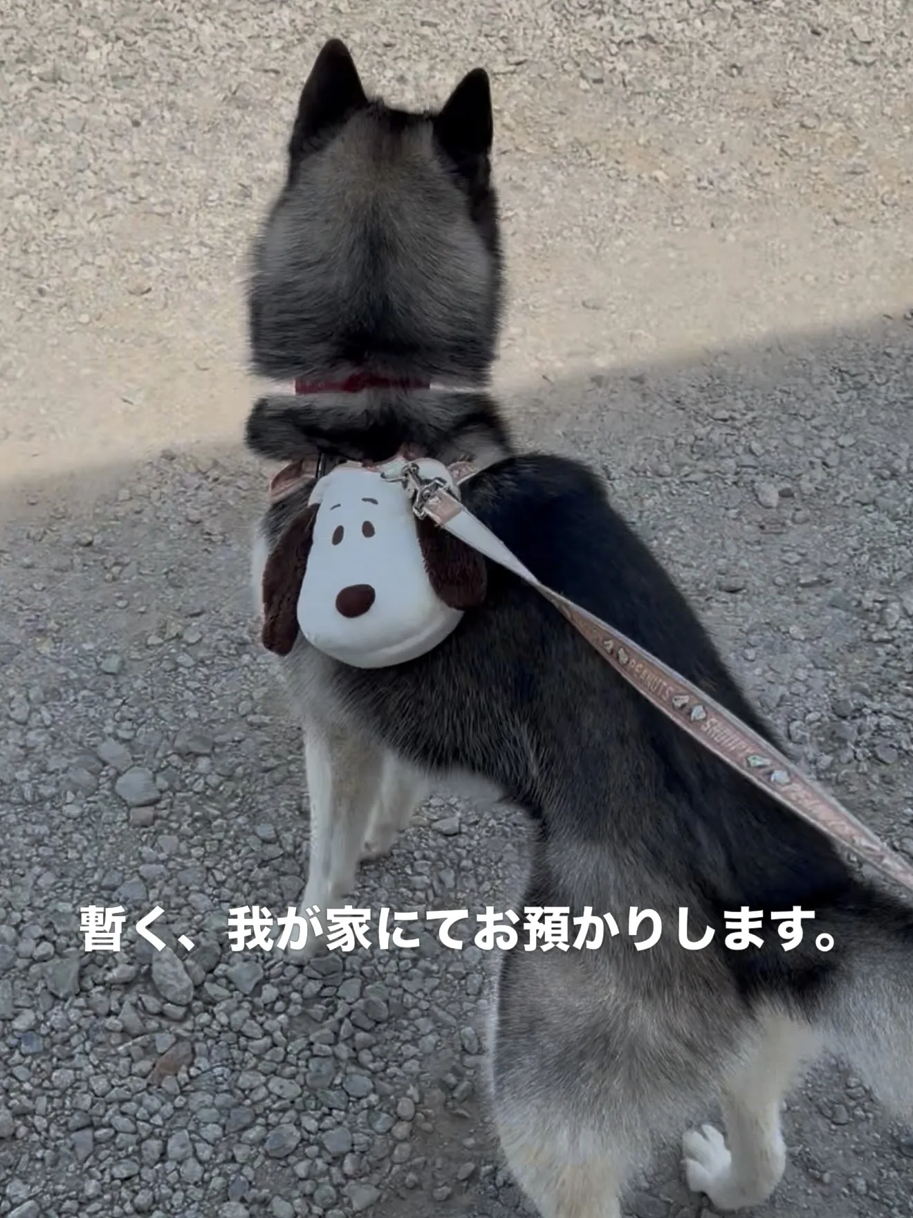 まだまだ、被災地は非常に辛い状況みたいです。