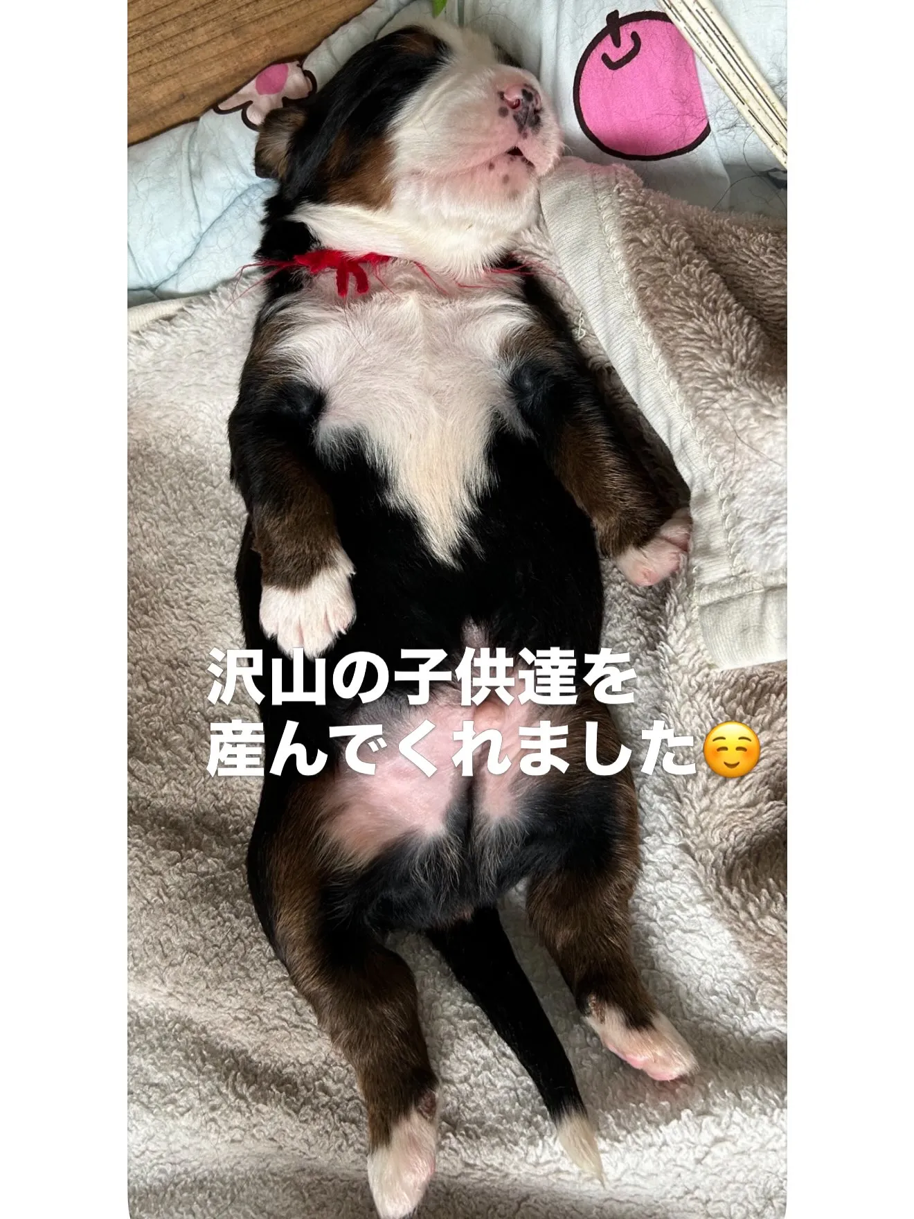 ファミリー紹介🏠Part8 