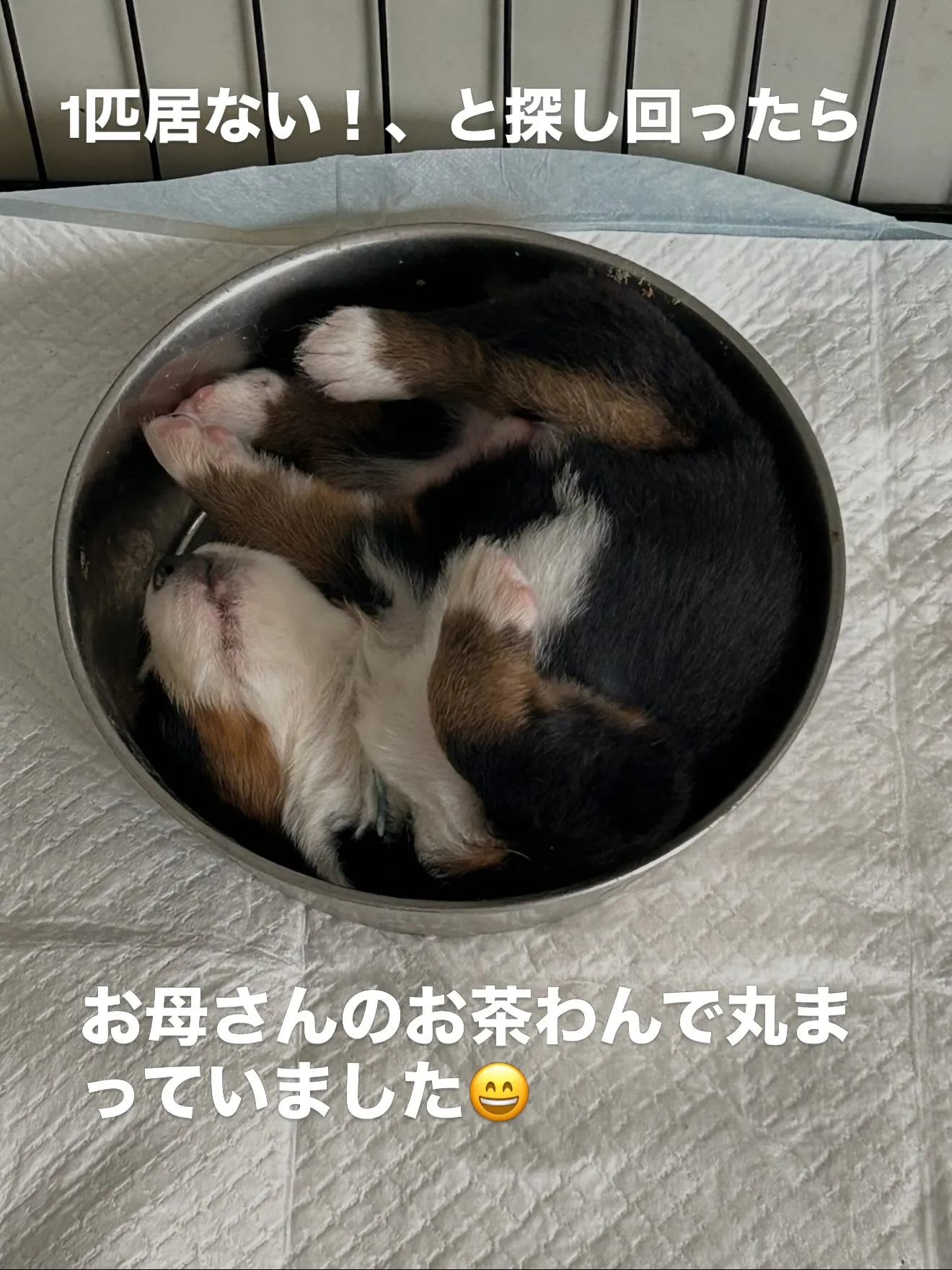 ファミリー紹介🏠Part8 