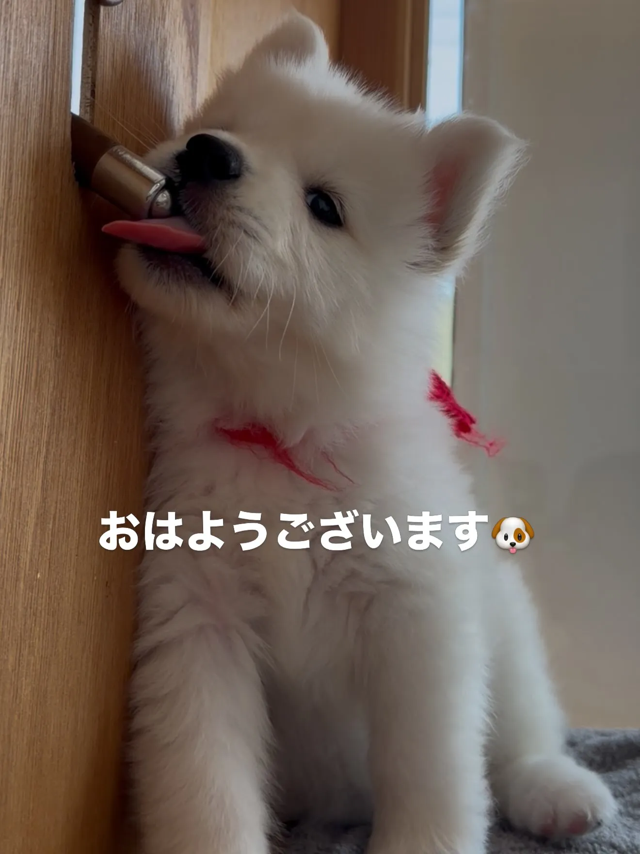 大型犬パピーと愉快な仲間た家🏠