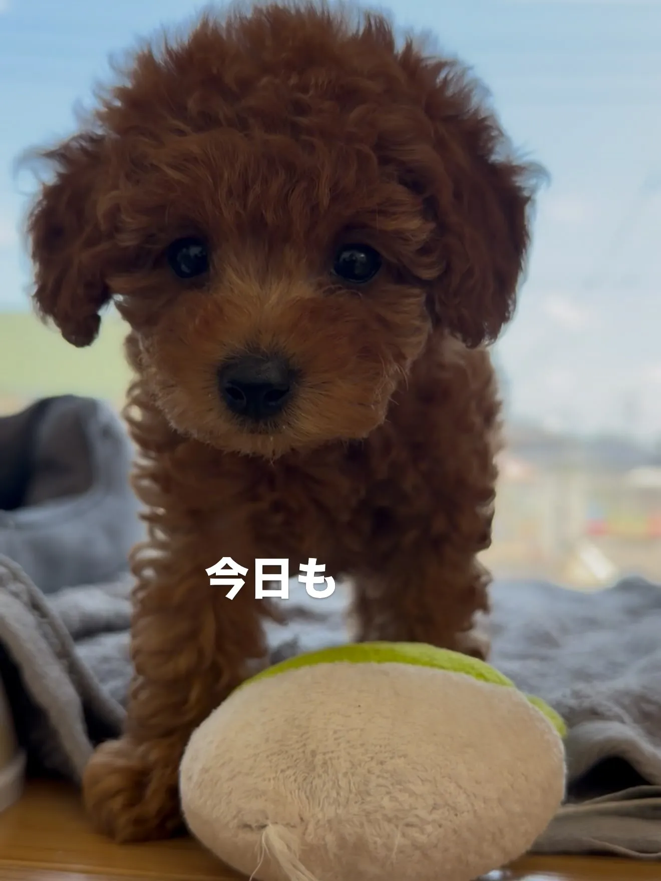 大型犬パピーと愉快な仲間た家🏠