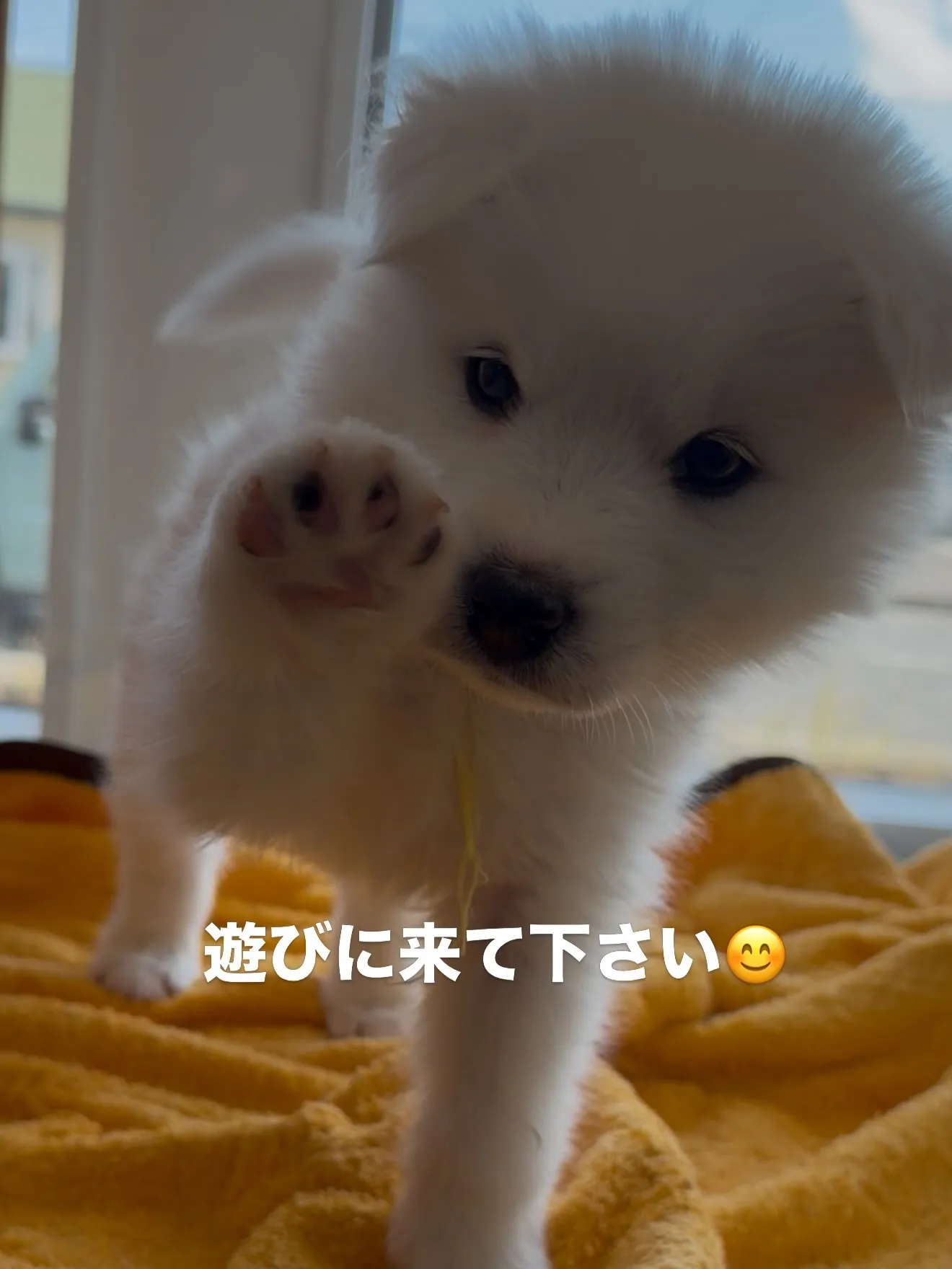大型犬パピーと愉快な仲間た家🏠