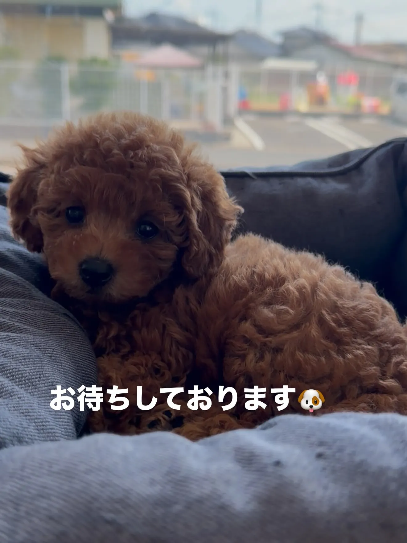 大型犬パピーと愉快な仲間た家🏠