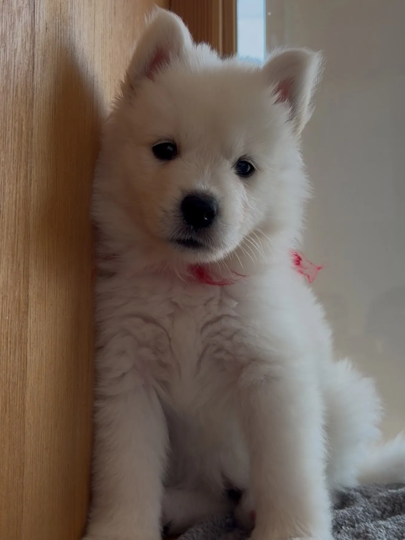 大型犬パピーと愉快な仲間た家🏠