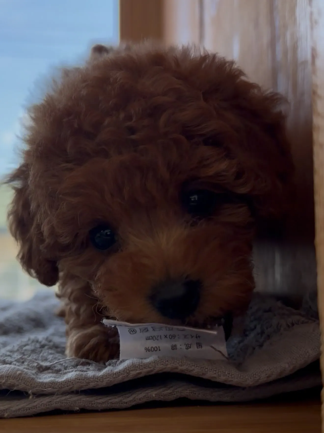 大型犬パピーと愉快な仲間た家🏠