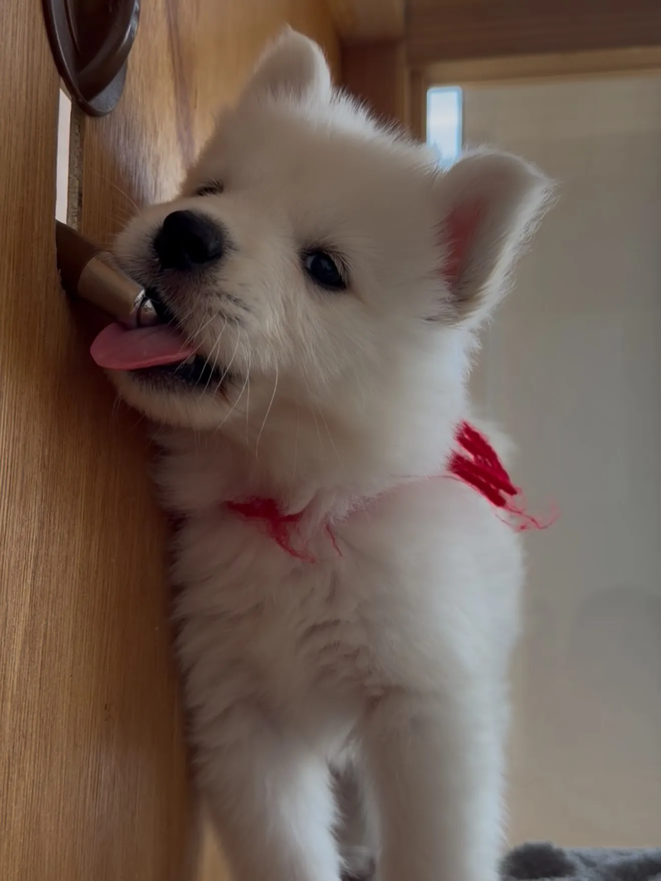 大型犬パピーと愉快な仲間た家🏠