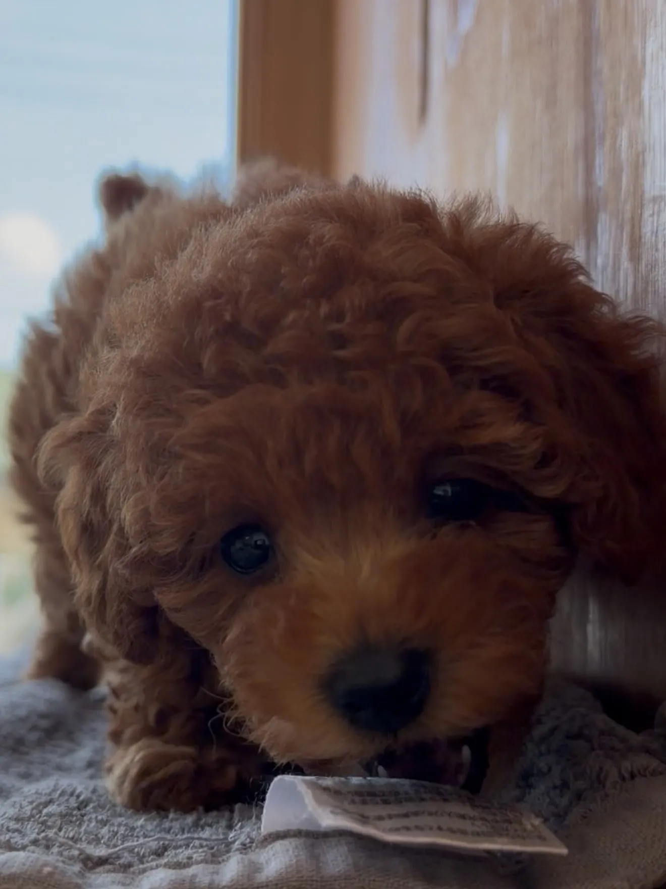 大型犬パピーと愉快な仲間た家🏠