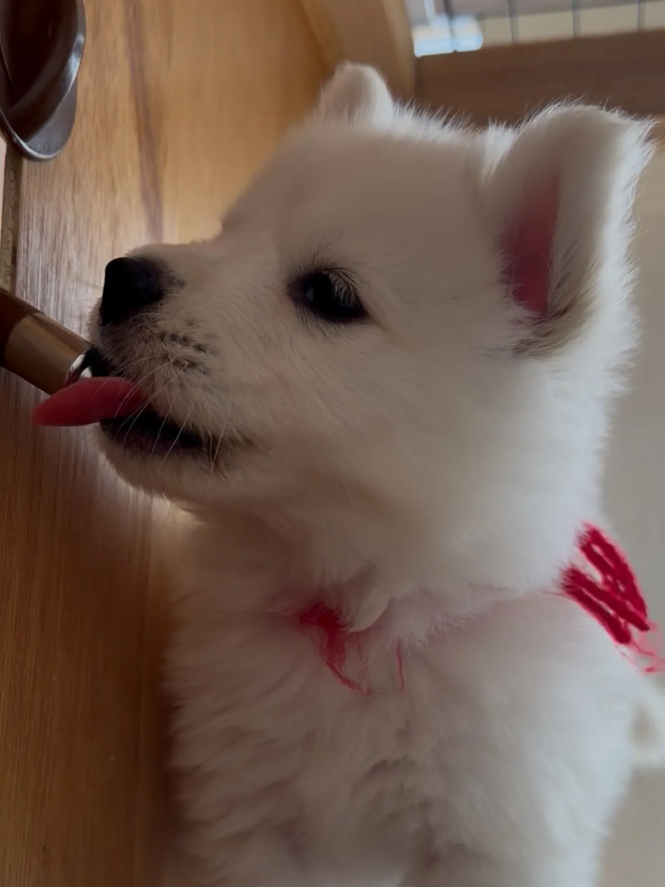 大型犬パピーと愉快な仲間た家🏠