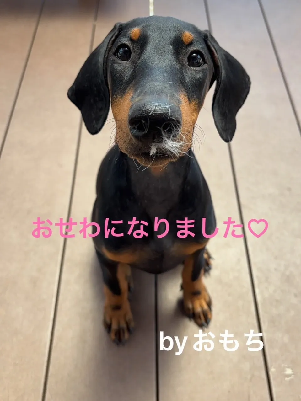 被災していました、おもち（ドーベルマン♀）